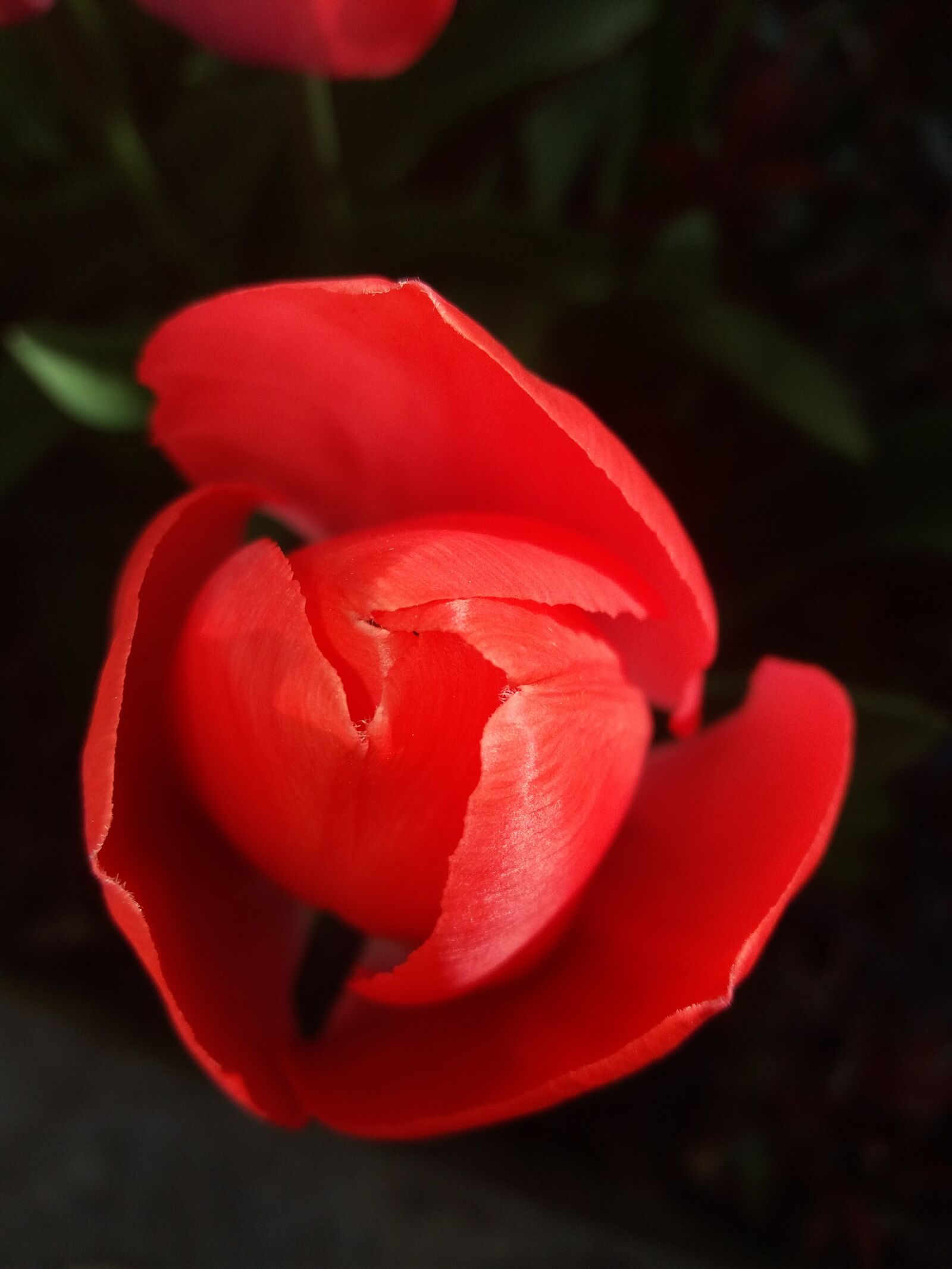 Samsung Galaxy J5(2016) sample photo. Red, flowers photography