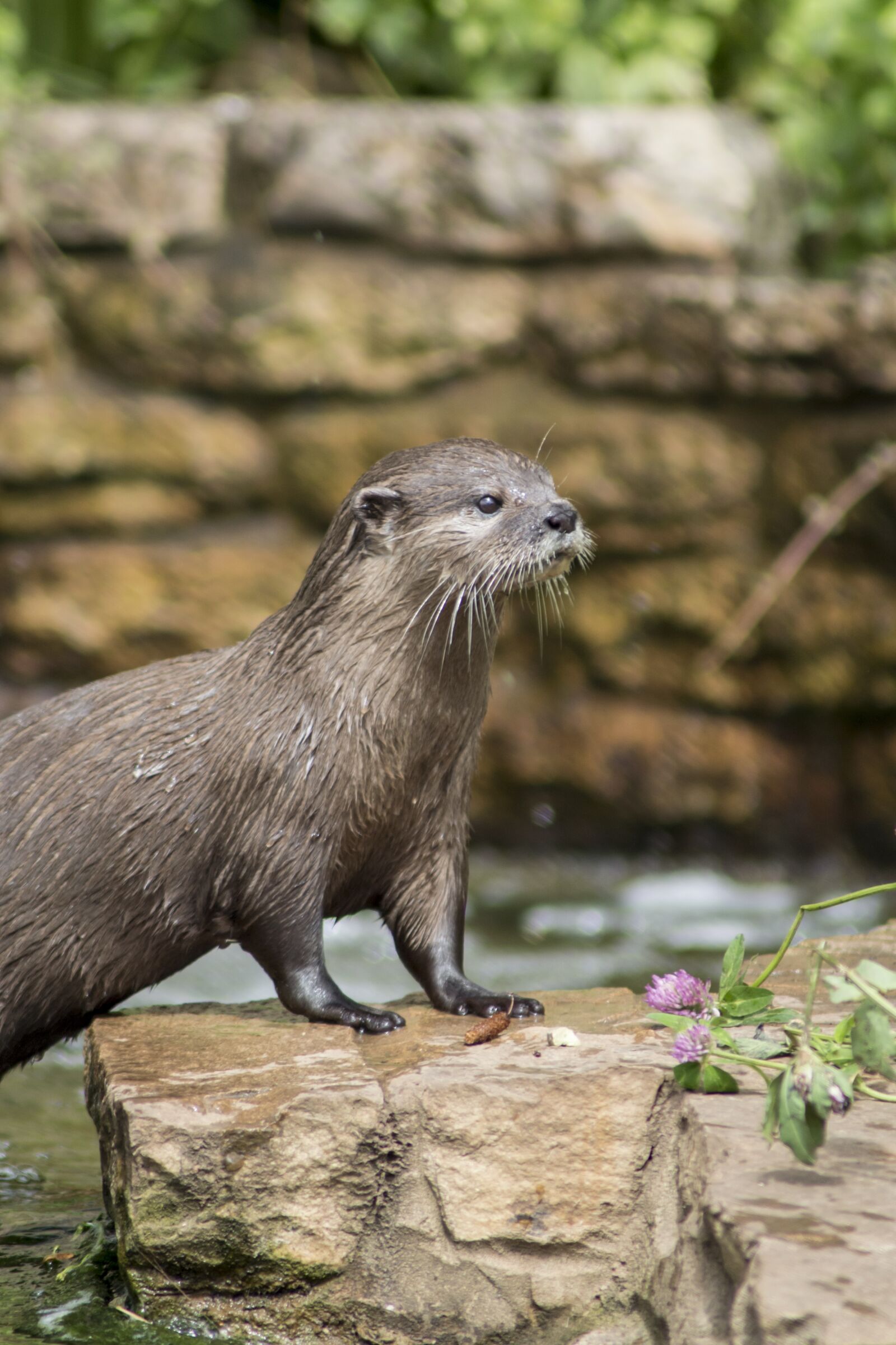 Nikon D3200 sample photo. Otter, water, nature photography