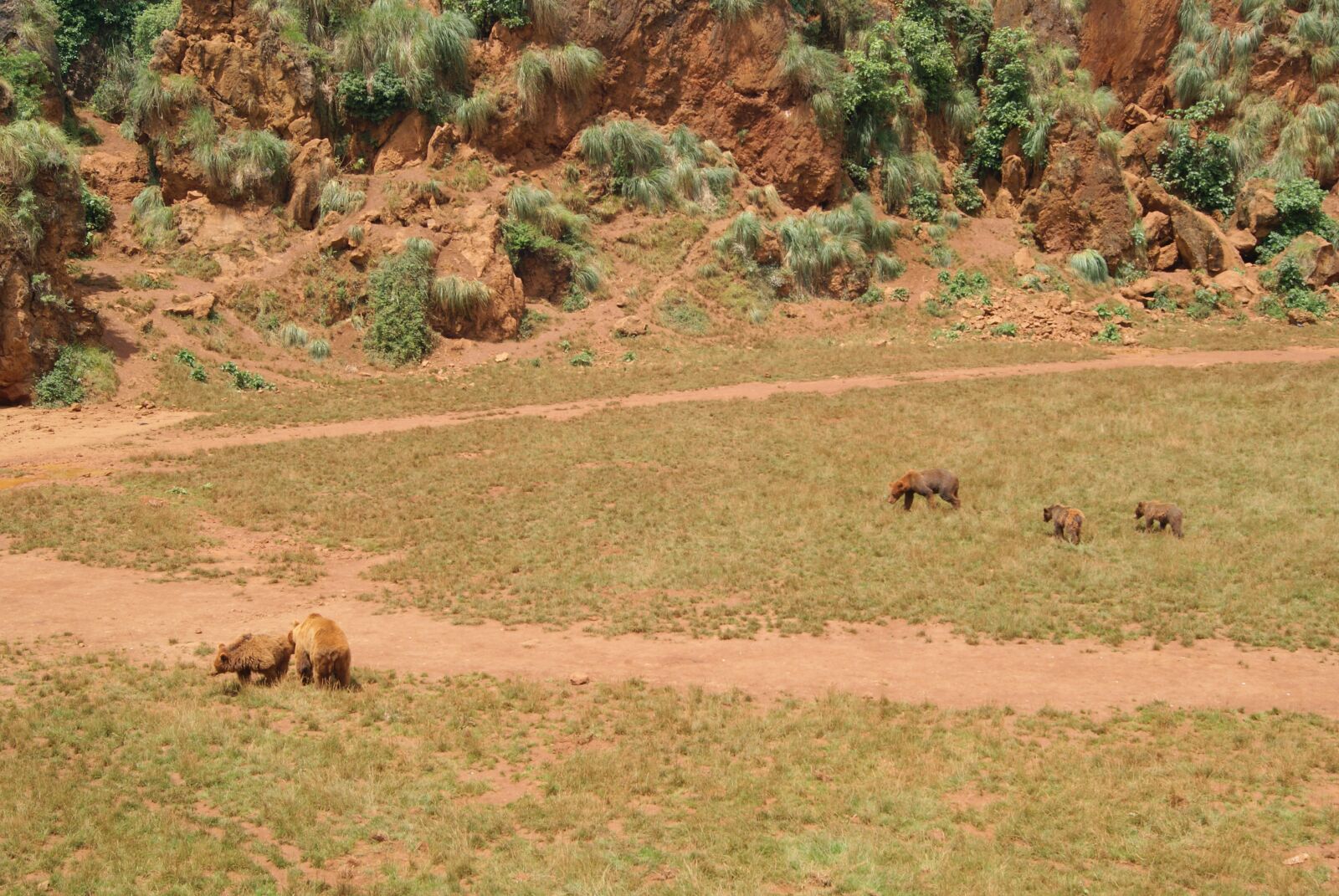 Sony Alpha DSLR-A330 sample photo. Cabarceno, nature, bear photography