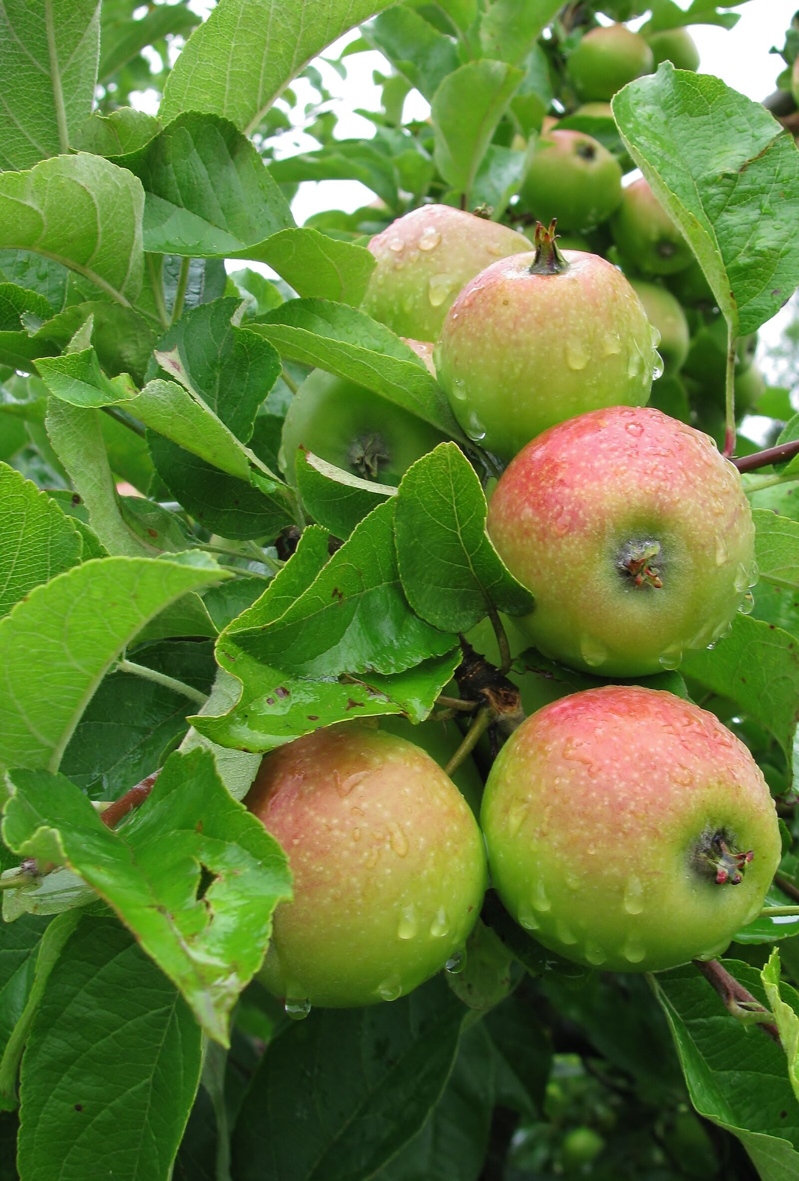 Canon PowerShot SX110 IS sample photo. "Garden, apple tree, fruit" photography