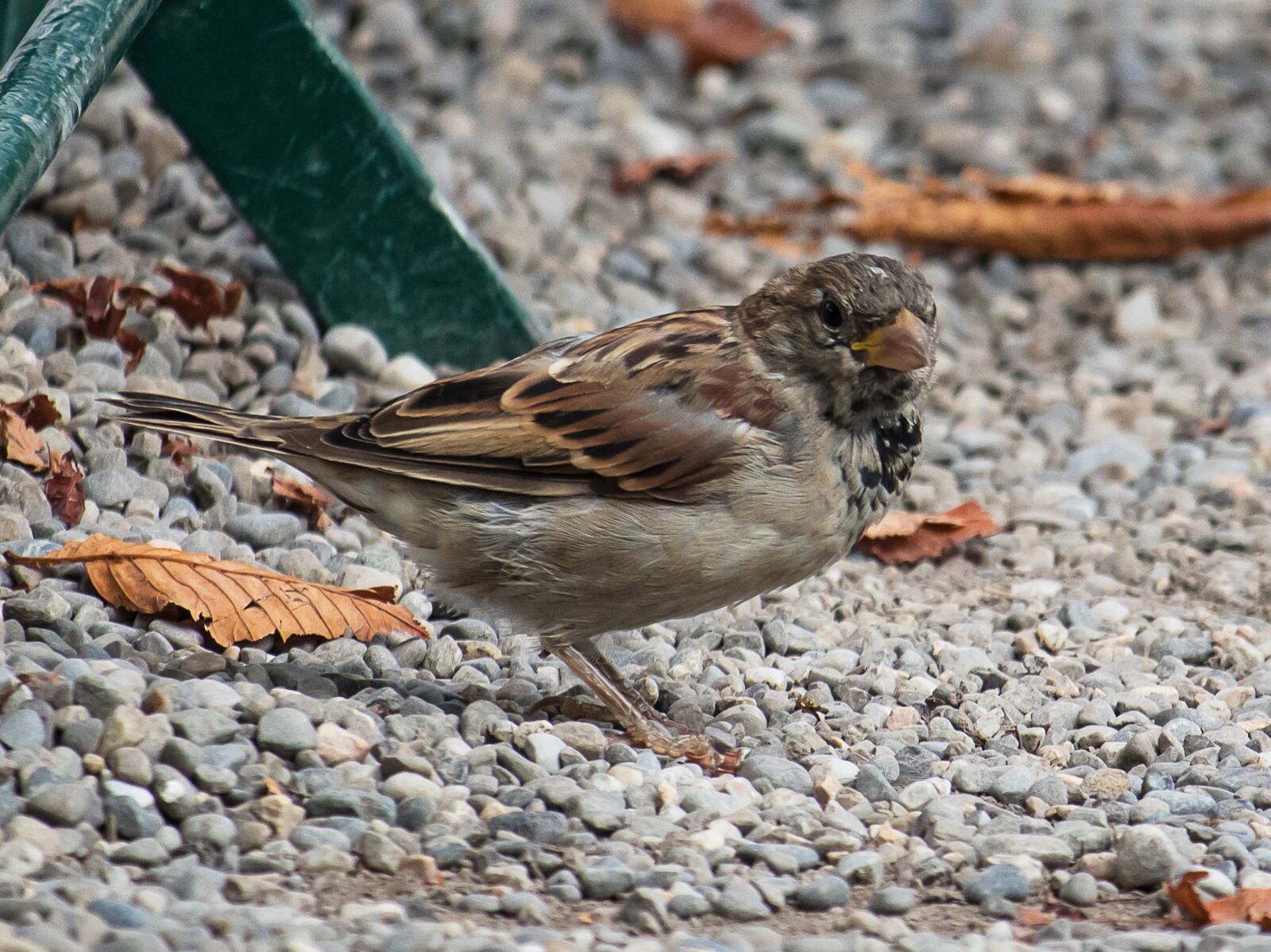 Canon EF-S 55-250mm F4-5.6 IS STM sample photo. Sparrow, sperling, bird photography