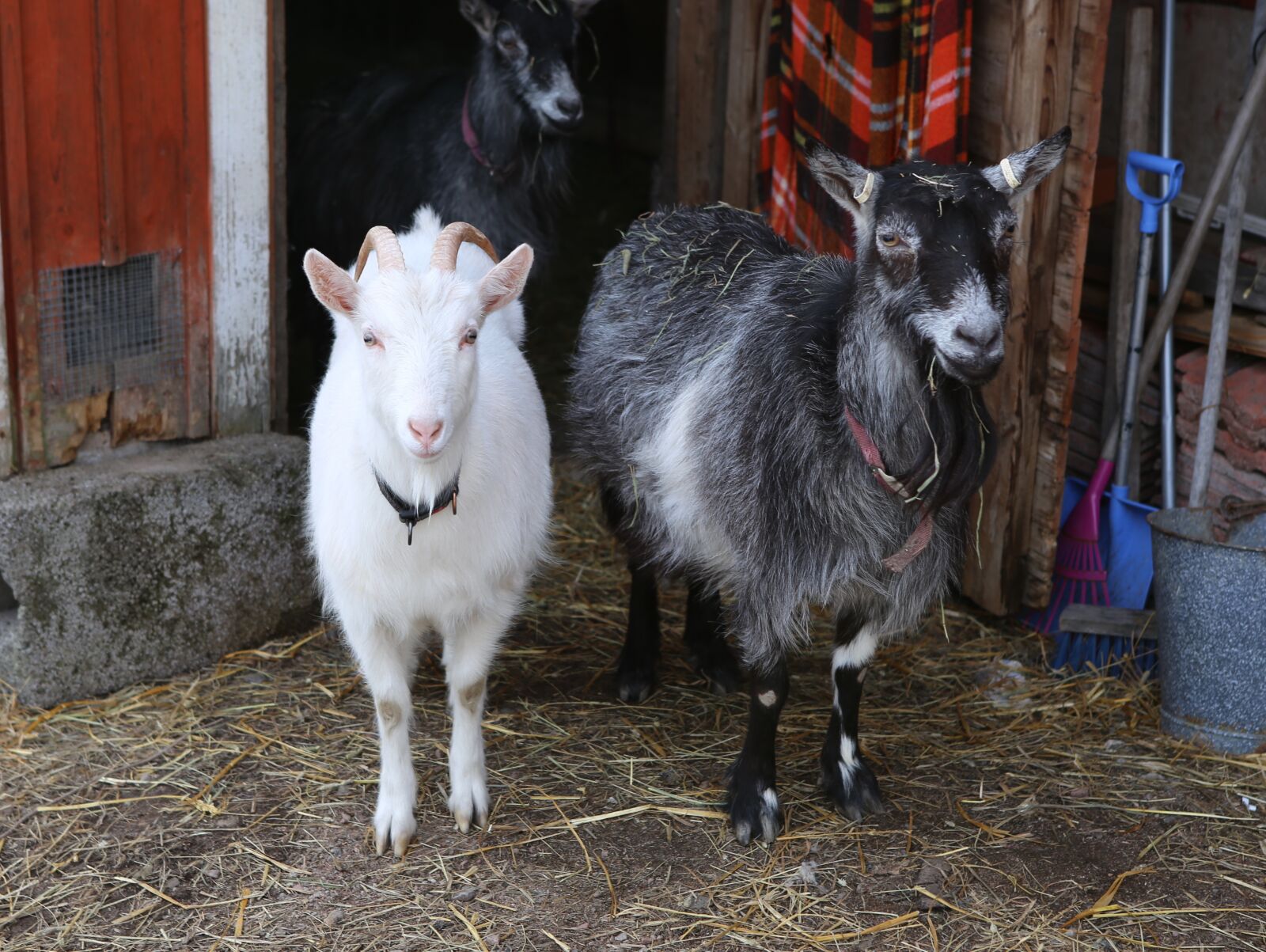 Canon EOS 6D + Canon EF 24-70mm F2.8L USM sample photo. Goat, kid, domestic animal photography