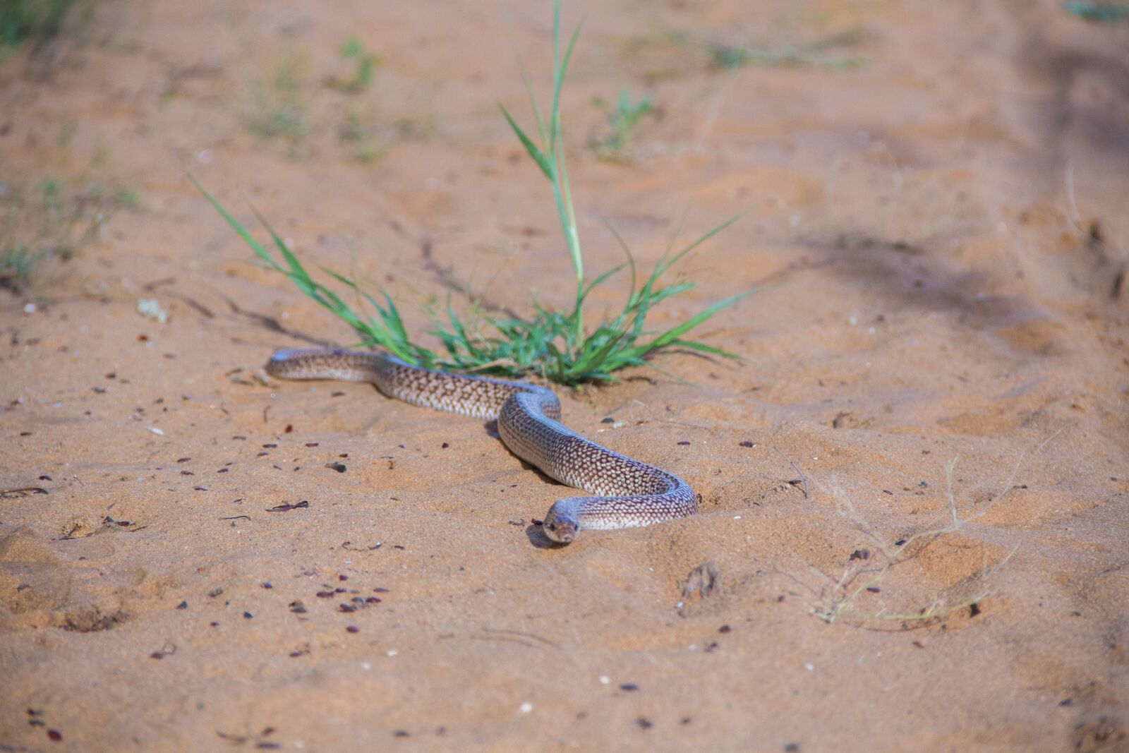 Canon EOS 7D sample photo. Animals, madagascar, nature photography