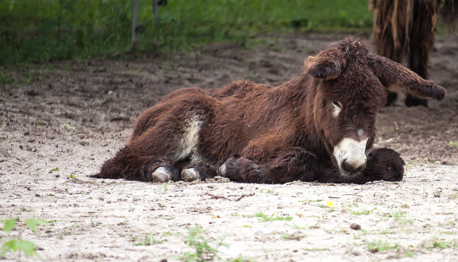 Canon EOS 50D sample photo. Donkey, beast of burden photography