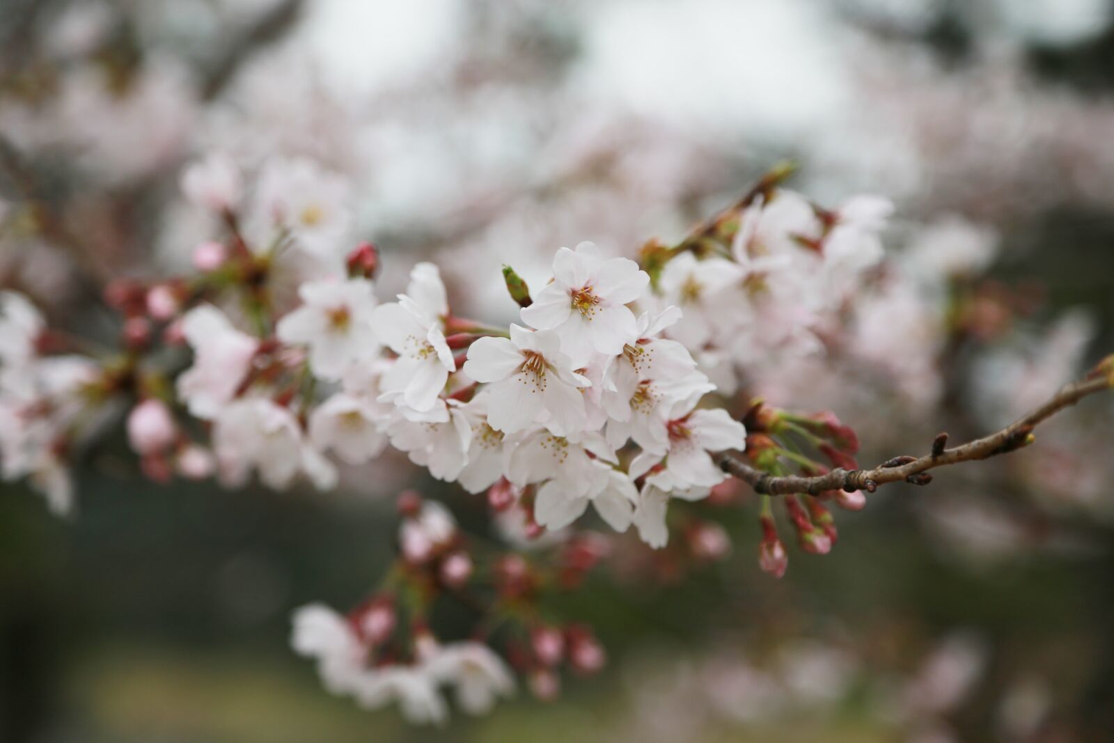 Canon EOS 6D sample photo. Cherry blossom, cherry tree photography