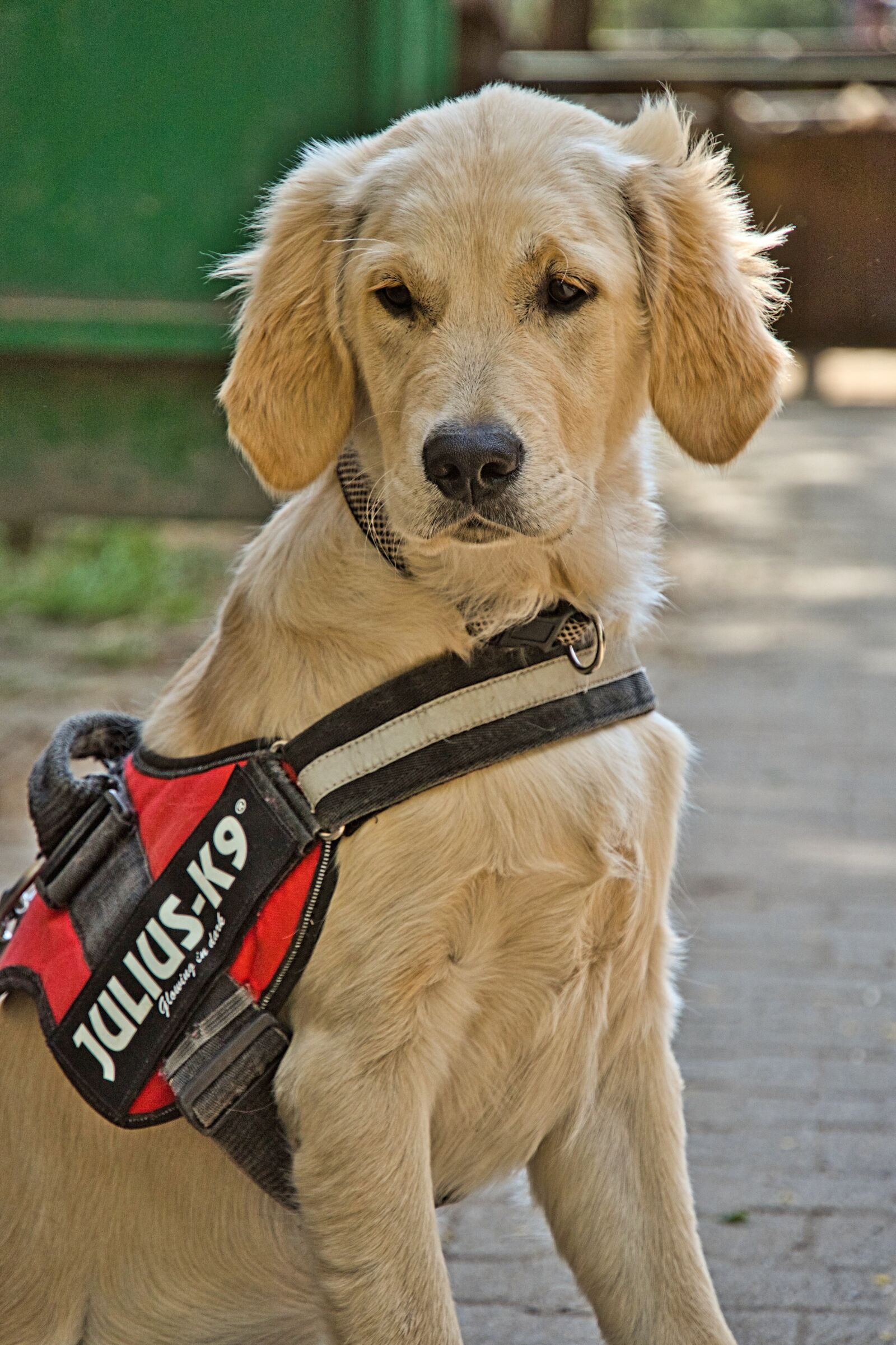Sony a6400 sample photo. Golden retriever, dog, puppy photography