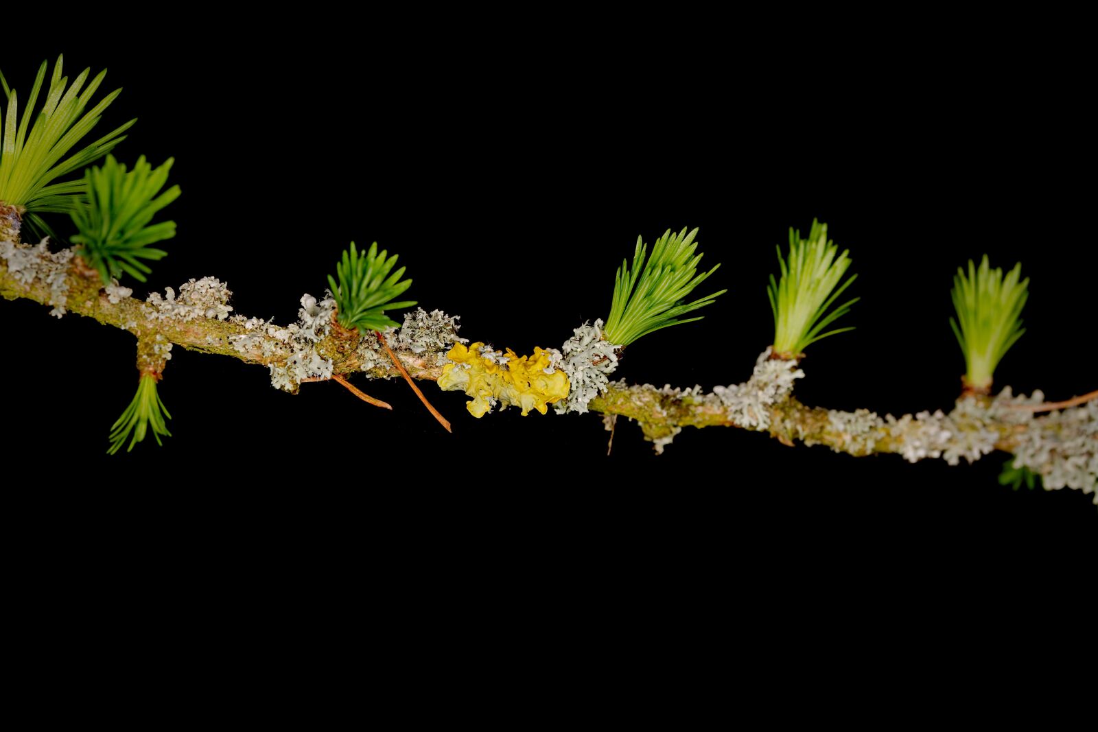 Canon EOS 6D sample photo. Tree, plant, branch photography