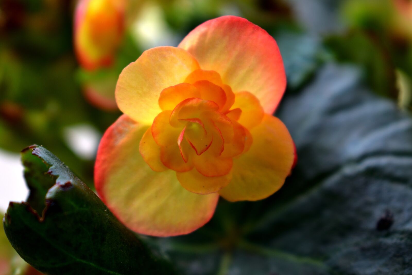 Nikon D5300 sample photo. Flowers, petal, nature photography