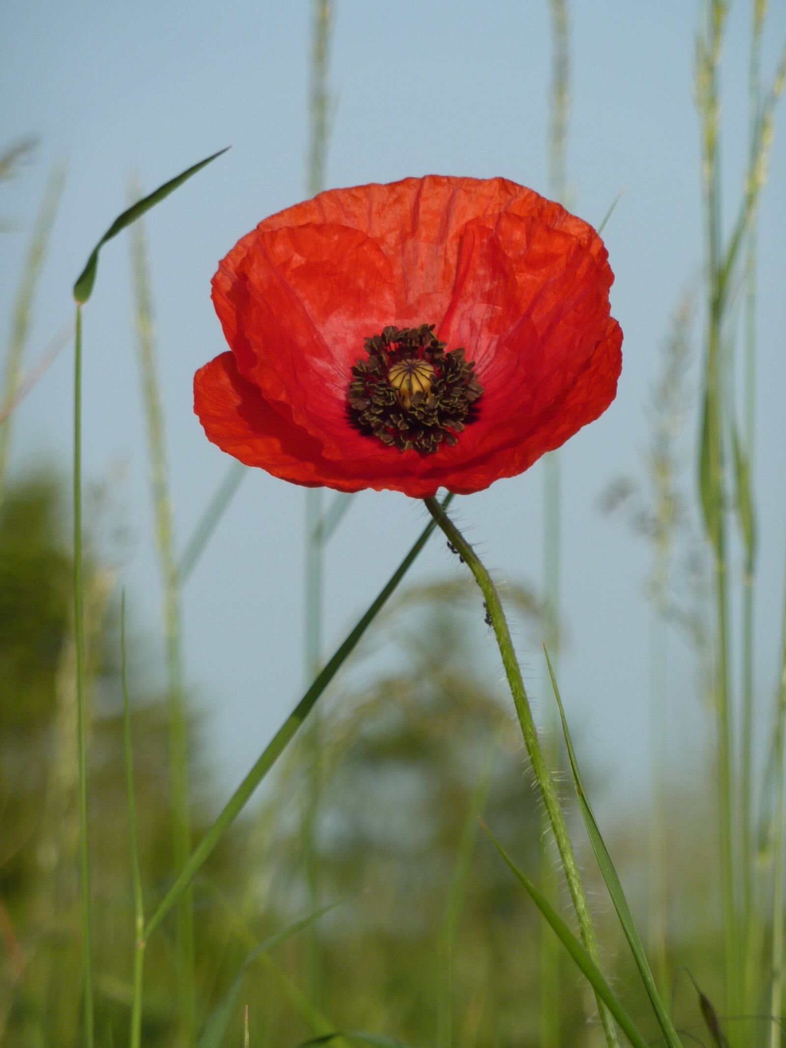 Panasonic DMC-TZ7 sample photo. Poppy, flower, red photography