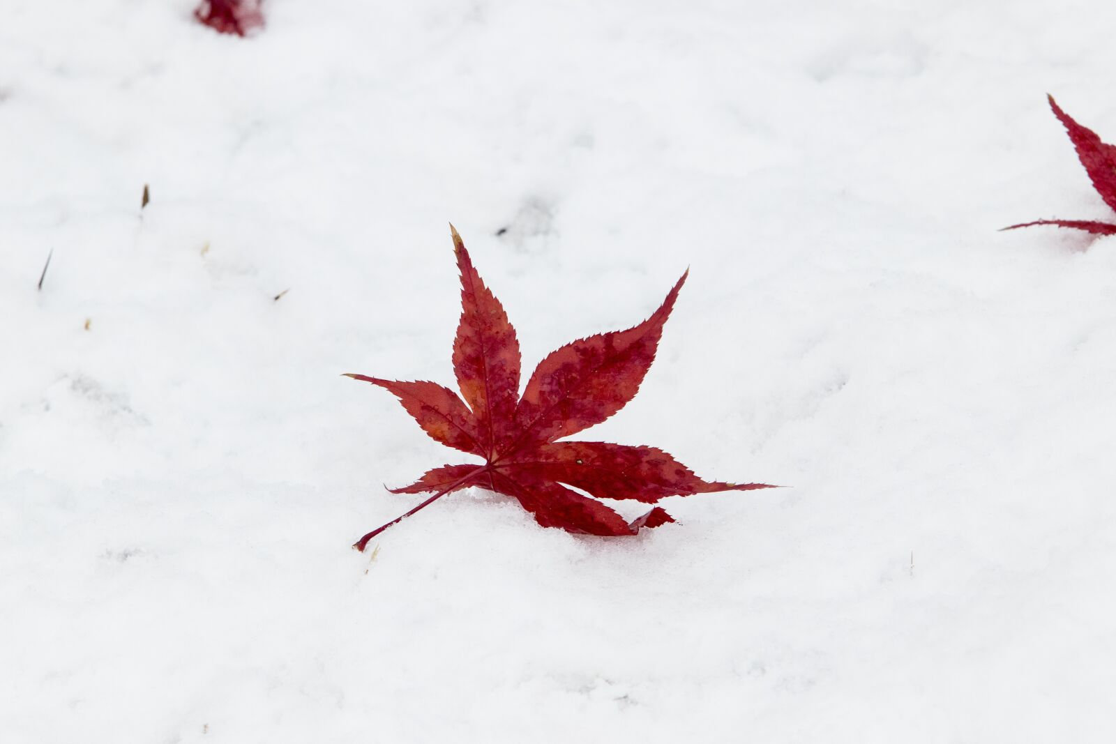 Canon EF 70-200mm F2.8L USM sample photo. Snow, wood, winter photography