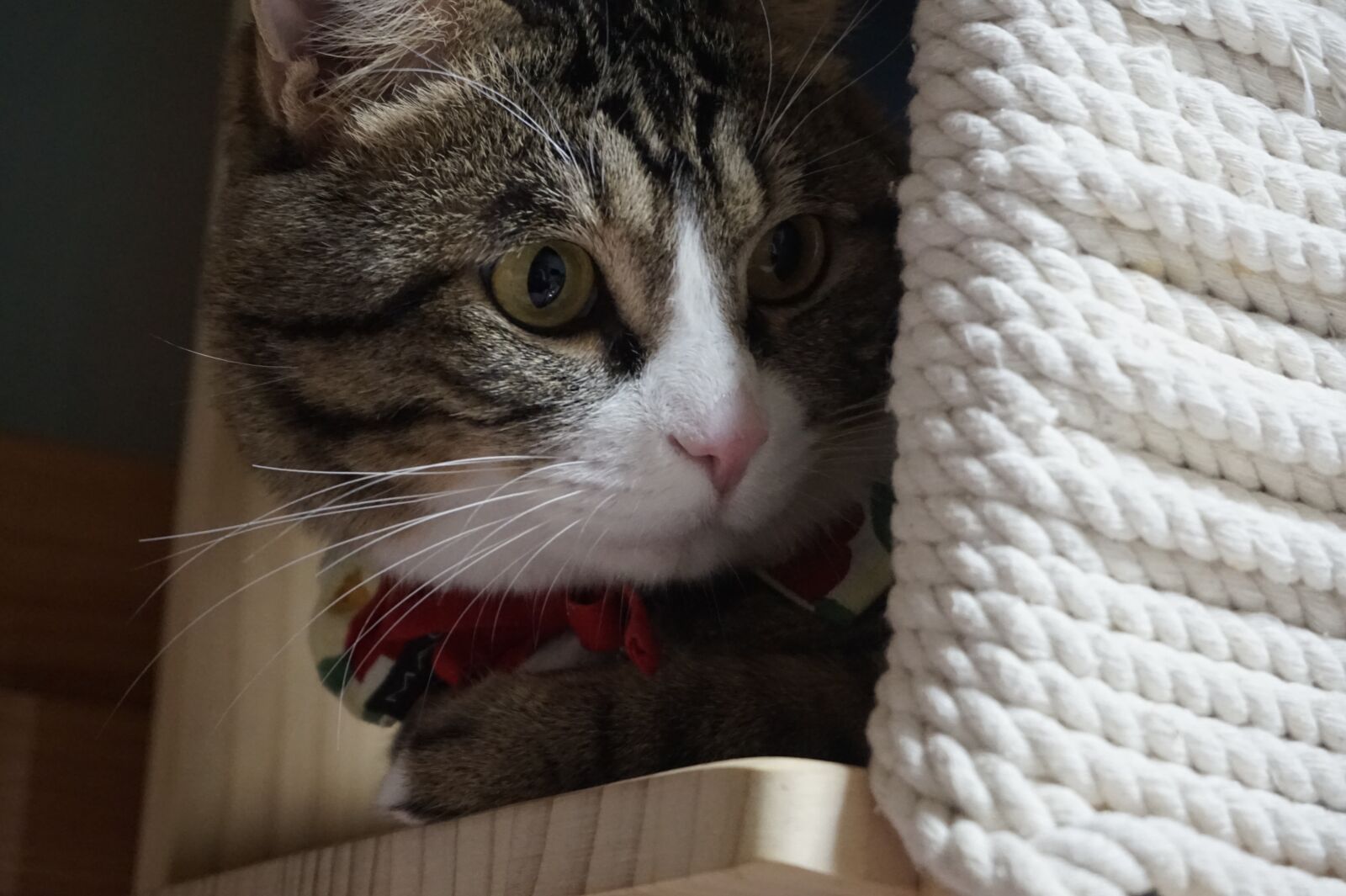 Sony Alpha a5000 (ILCE 5000) sample photo. Cat, hunt, the house photography