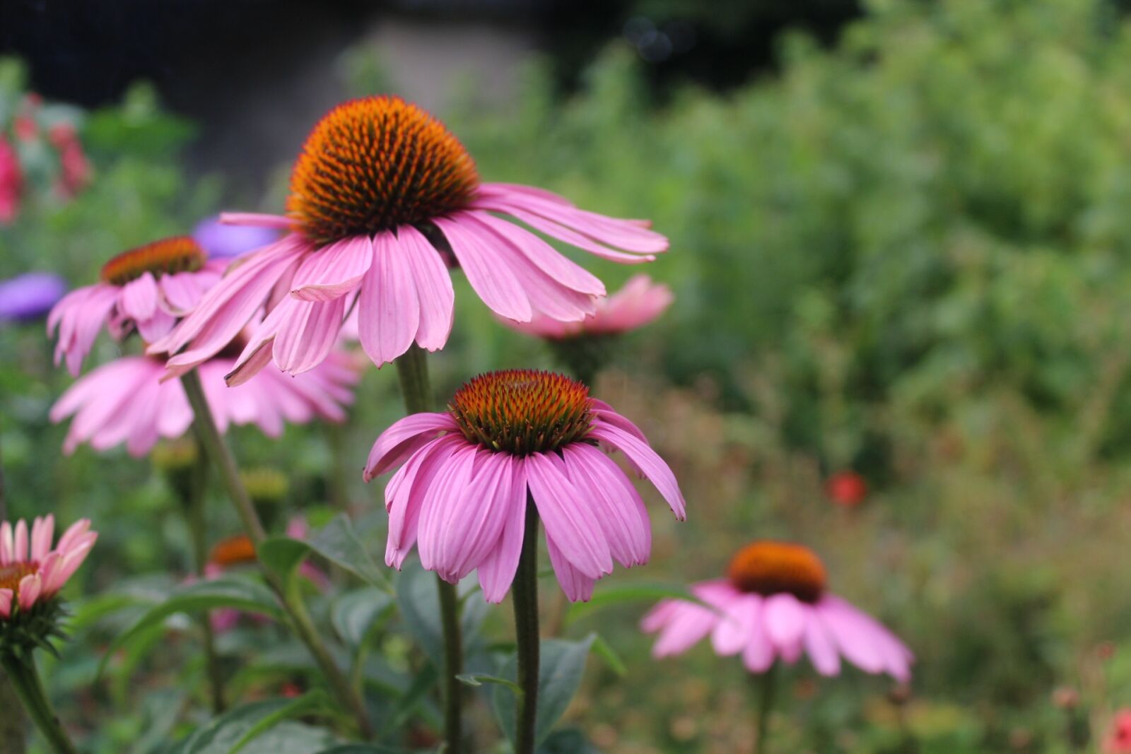 Canon EOS 1200D (EOS Rebel T5 / EOS Kiss X70 / EOS Hi) sample photo. Flowers, violet, summer photography