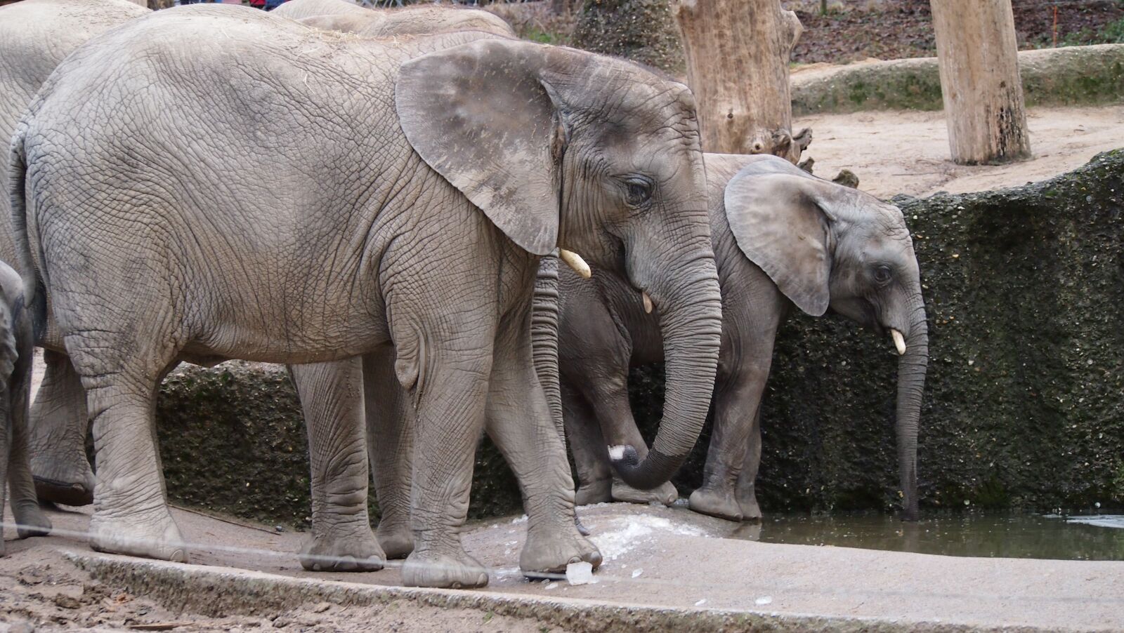 Olympus PEN E-PL3 sample photo. Elephant, zoo, wuppertal photography