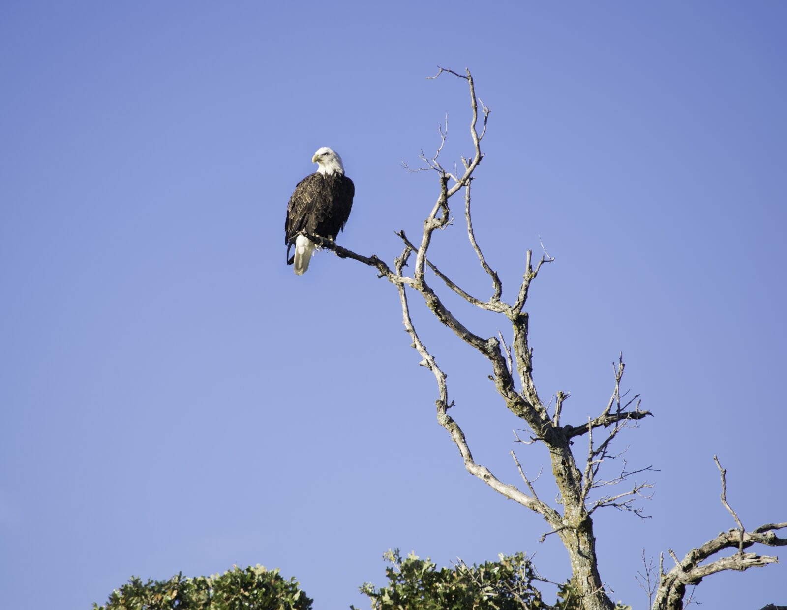 Nikon D3300 sample photo. Eagle, bird, animal photography