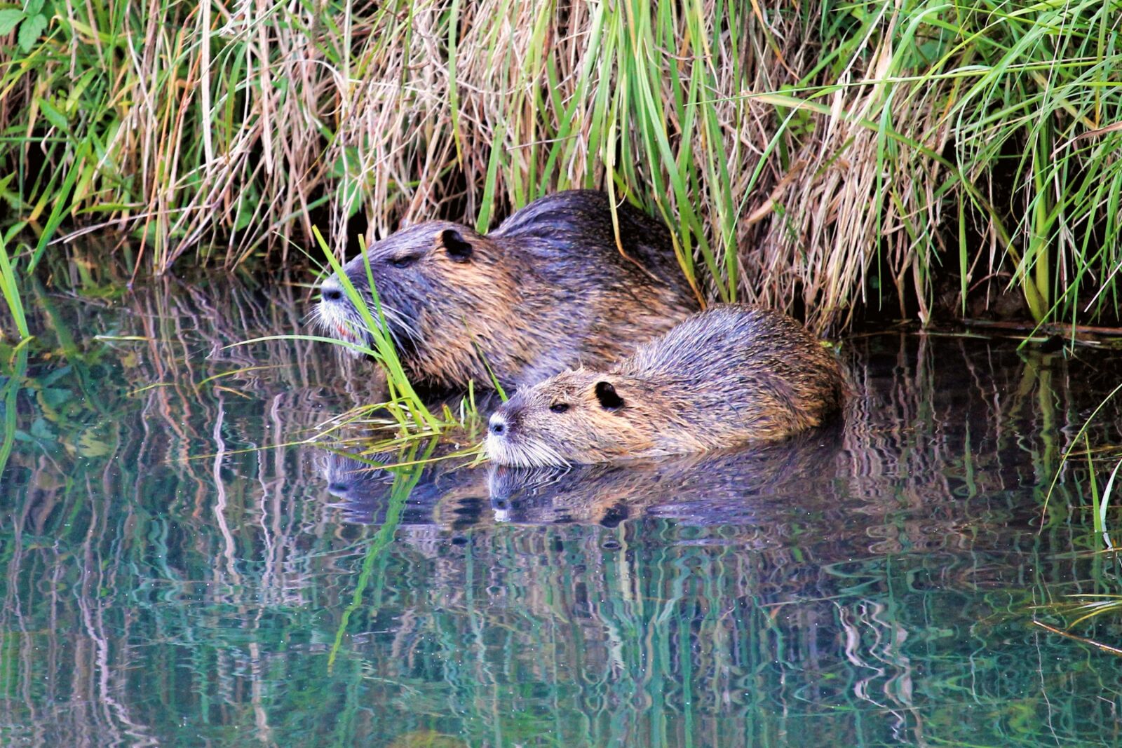 Canon EOS 1100D (EOS Rebel T3 / EOS Kiss X50) sample photo. Nutria, animal world, nature photography