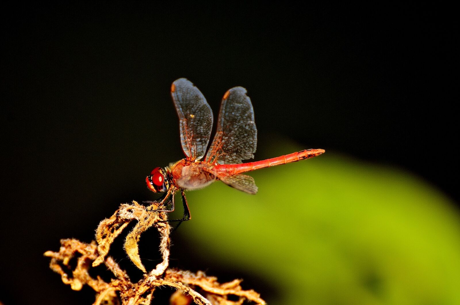 Nikon D7200 sample photo. Dragonfly, red, insect photography
