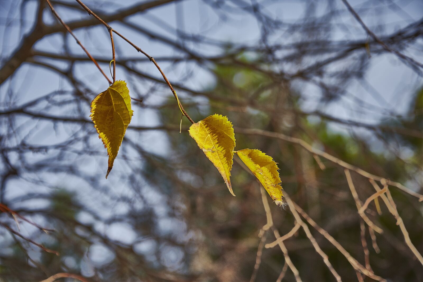 Nikon D7200 sample photo. Tree, leaves, autumn photography