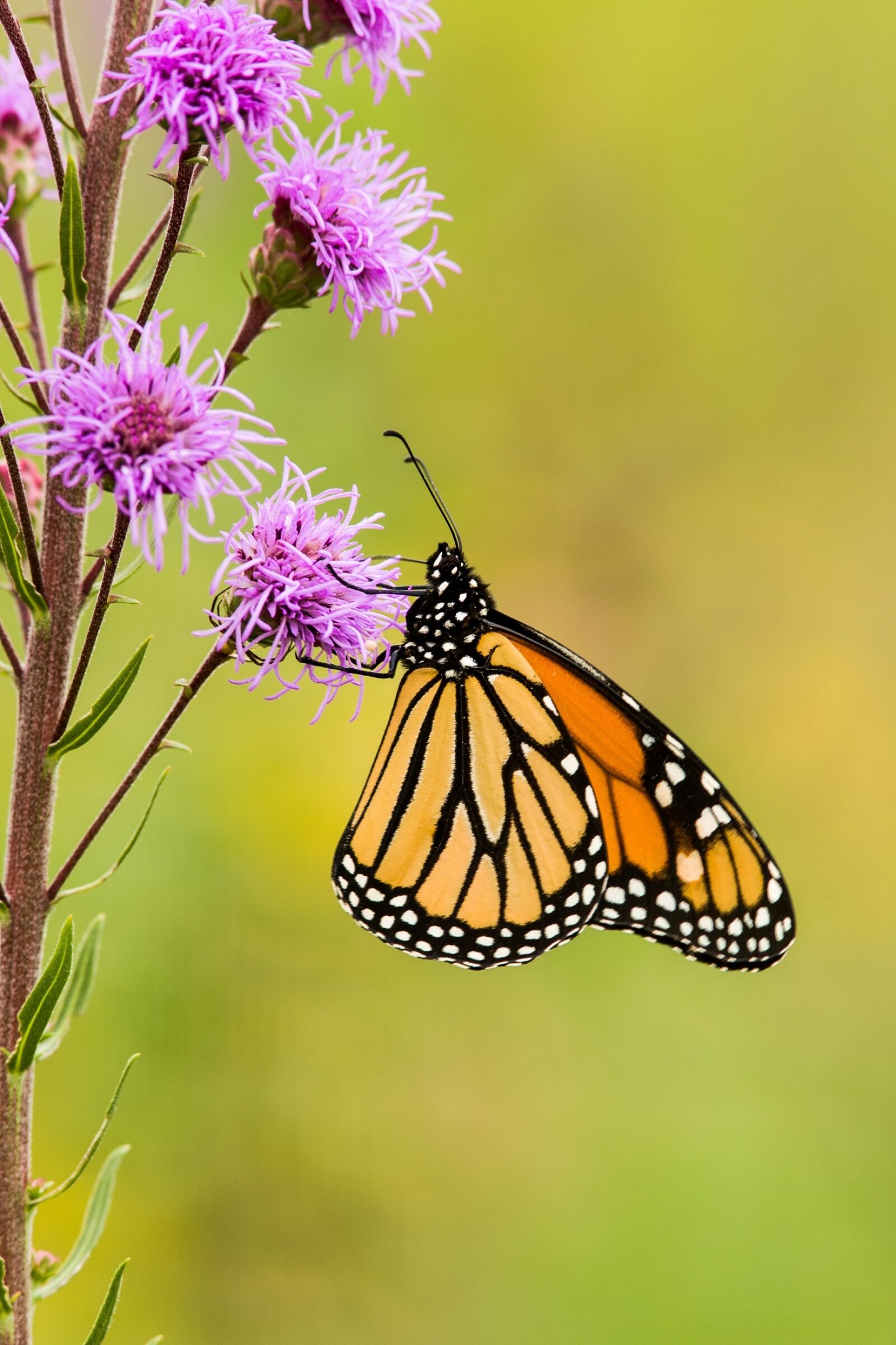 Canon EOS 5D sample photo. Monarch butterfly, flower, blossom photography