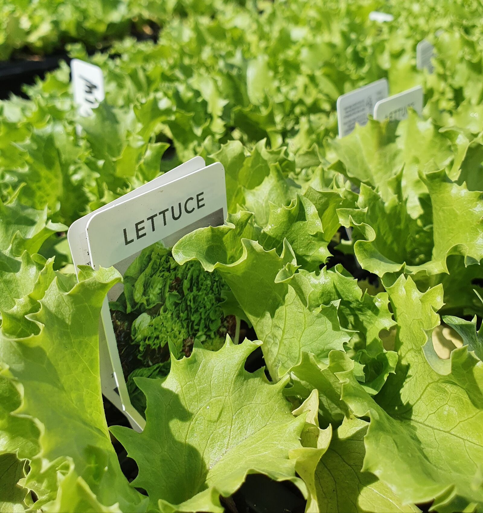 Samsung Galaxy S10 sample photo. Lettuce, seedling, vegetables photography