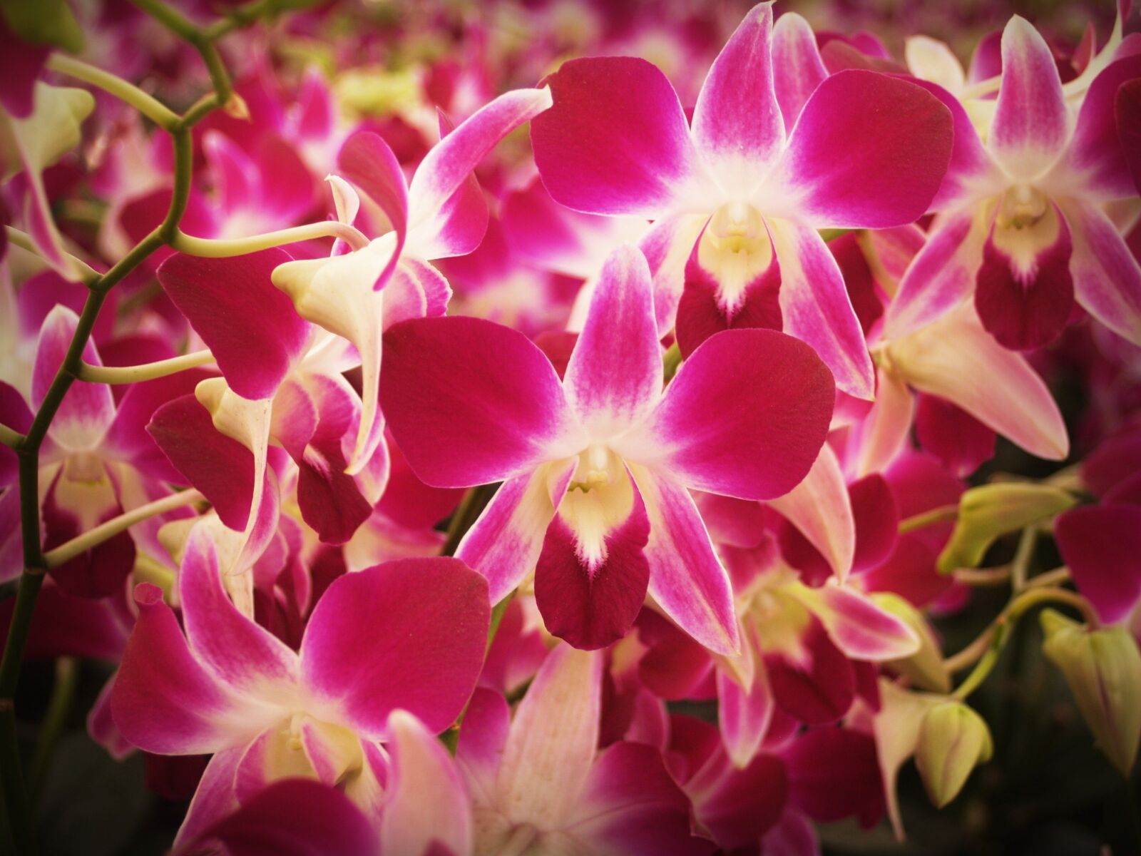 Olympus E-300 (EVOLT E-300) sample photo. Flower, orchid, tropical photography