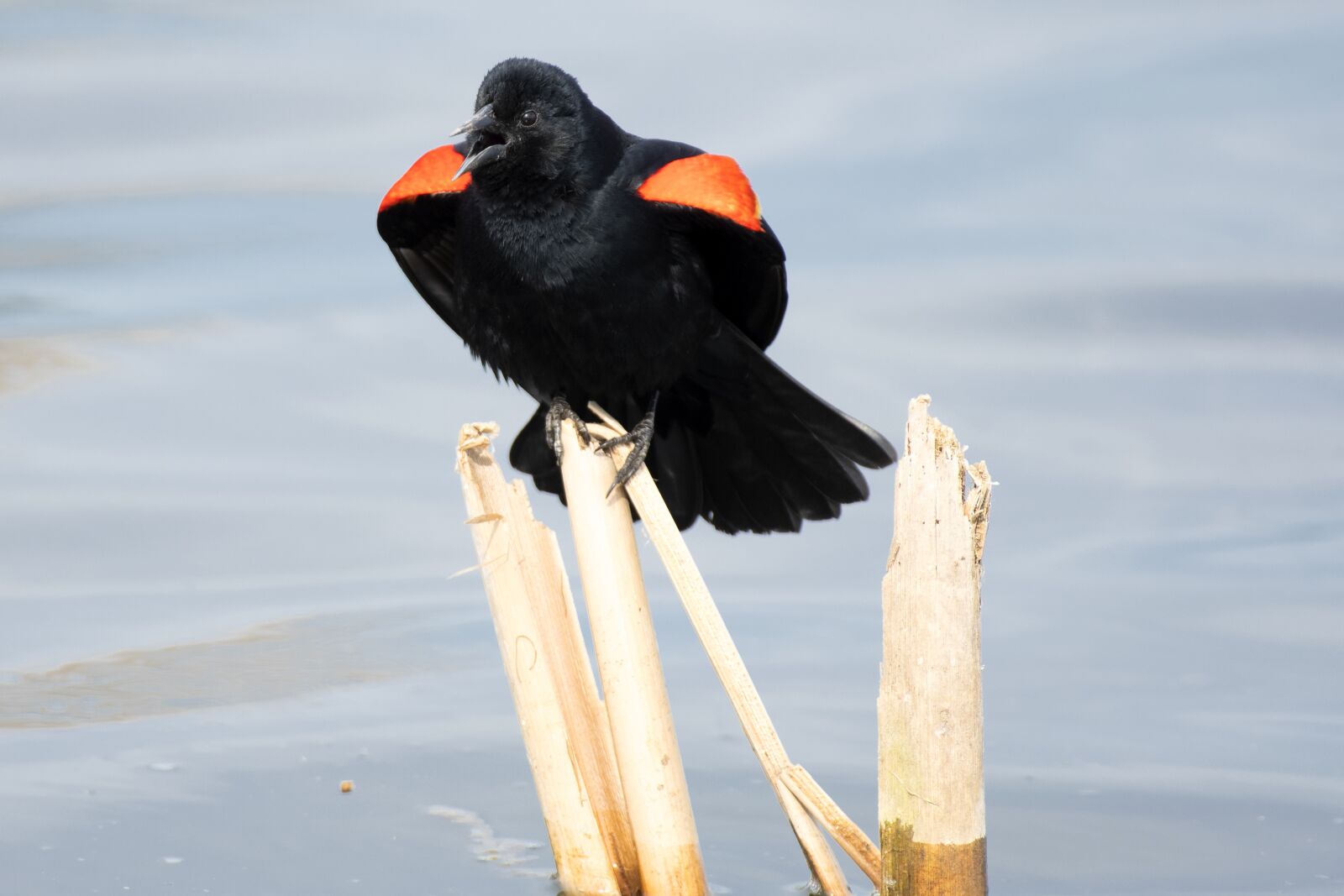 Nikon D7500 sample photo. Red-winged blackbird, birds, blackbird photography