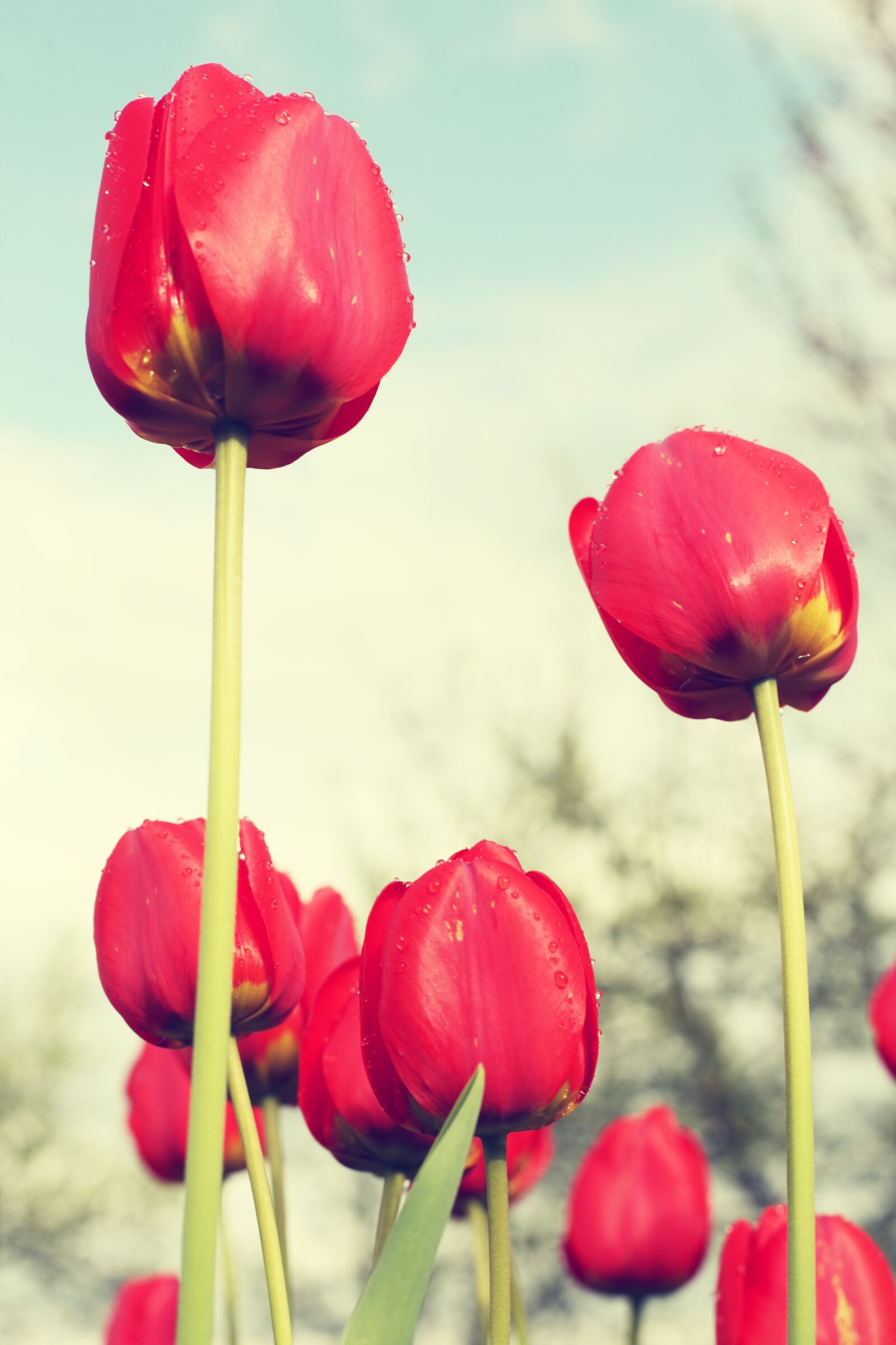 Canon EOS-1Ds Mark III sample photo. Red tulips, field, flowers photography