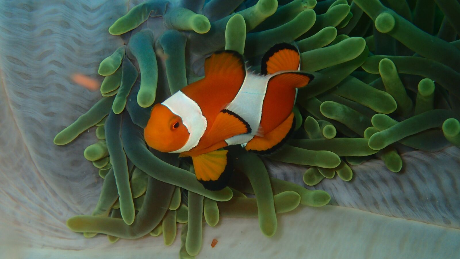 Olympus TG-3 sample photo. Diving, anemone, underwater photography