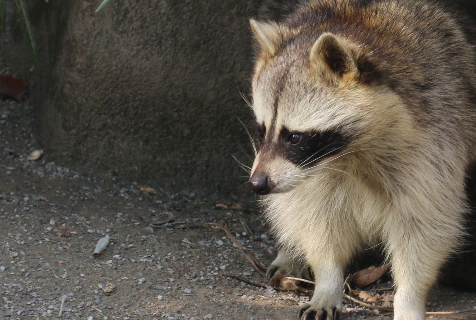 Canon EOS 70D sample photo