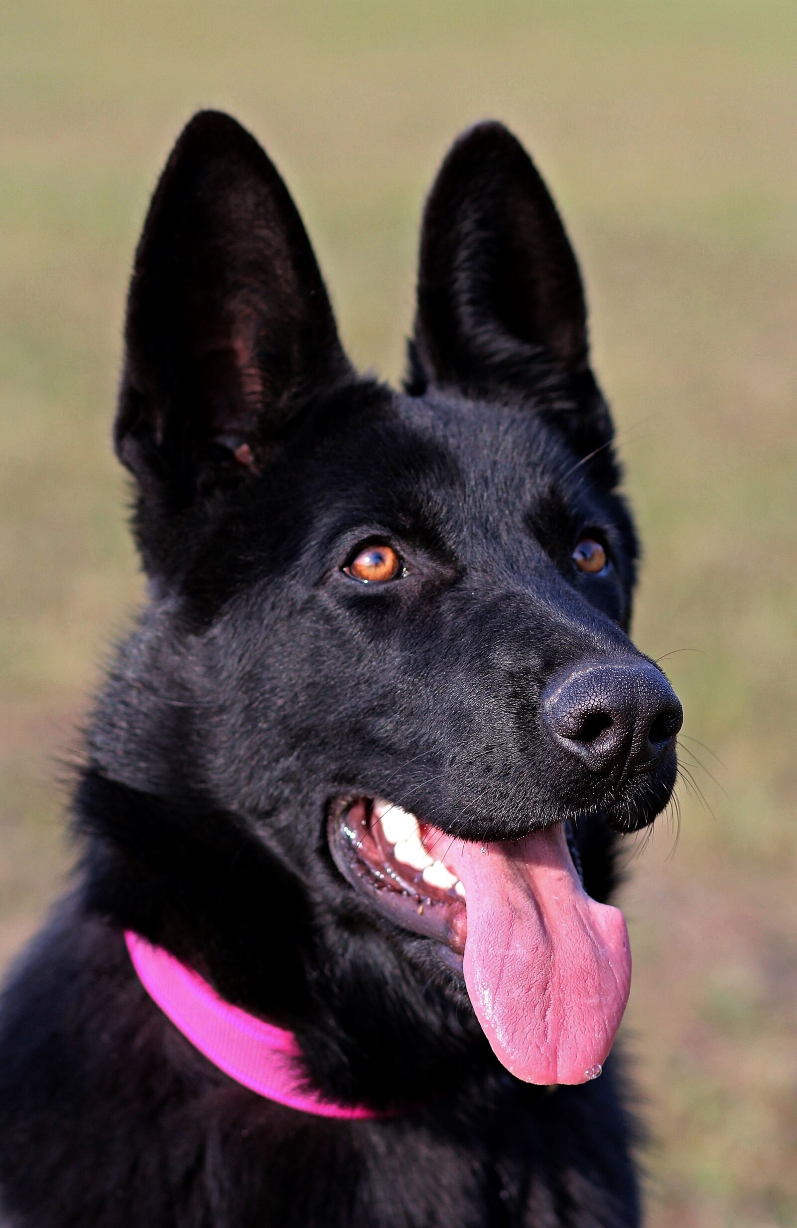 Canon EOS 600D (Rebel EOS T3i / EOS Kiss X5) sample photo. Black german shepherd, dog photography