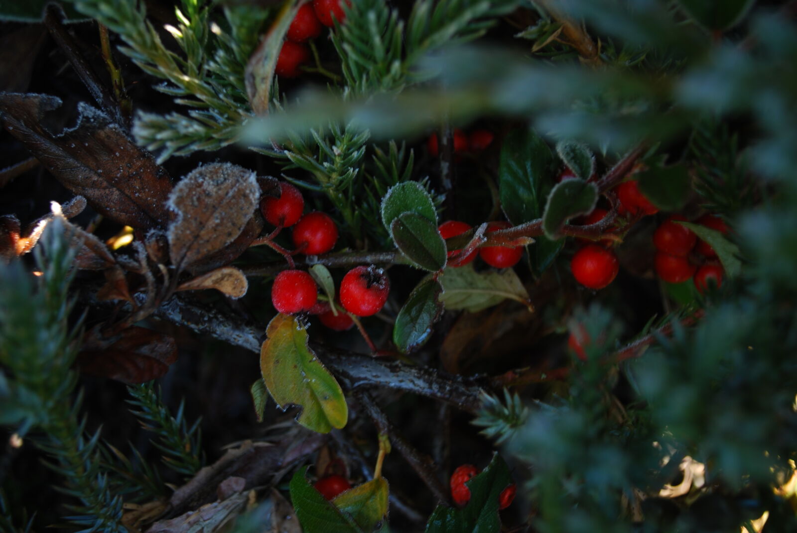 Nikon D60 sample photo. Freeze, hoarfrost, rose, hip photography
