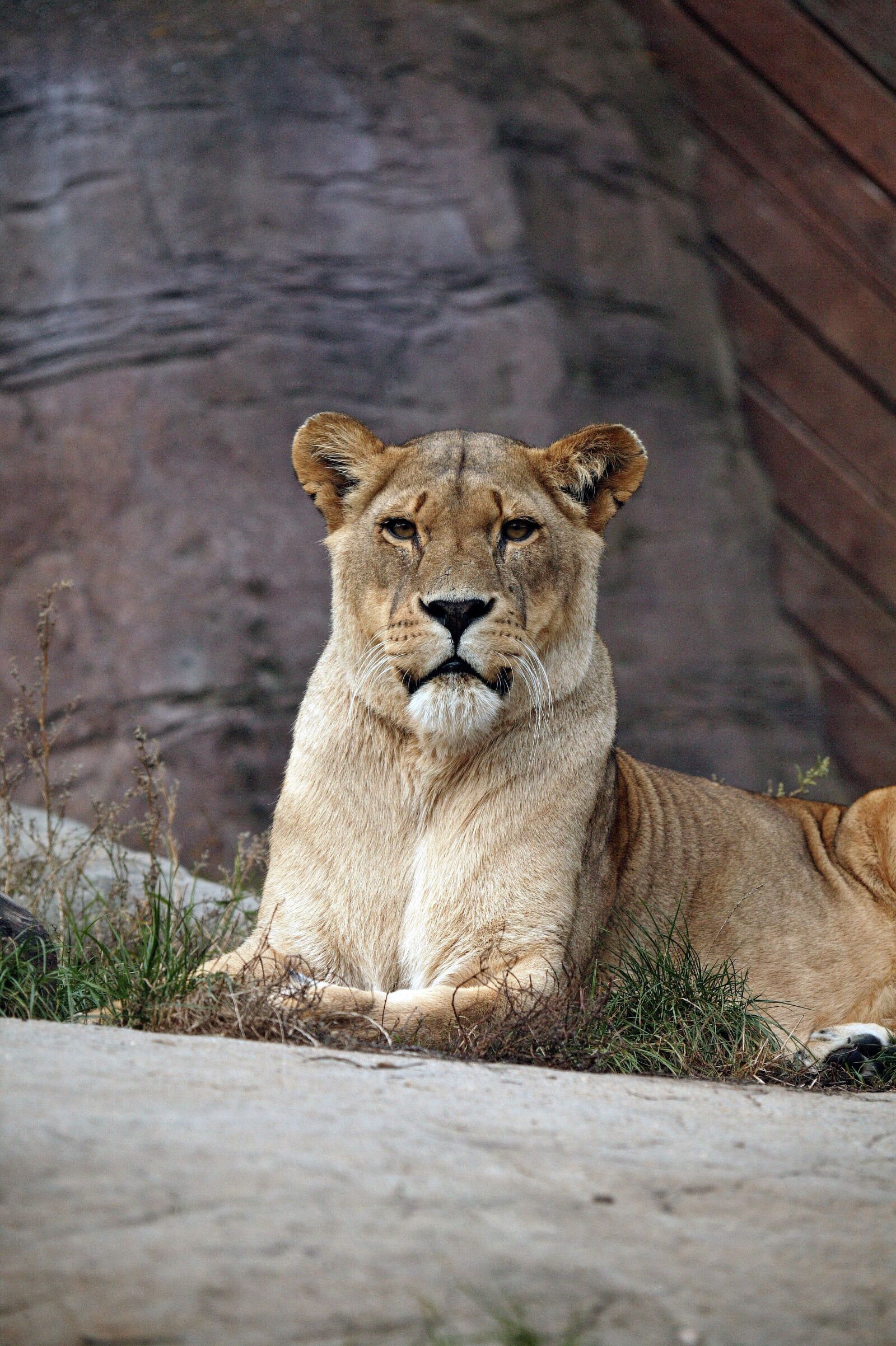 Canon EOS-1Ds sample photo. Lioness, big cat, wildlife photography