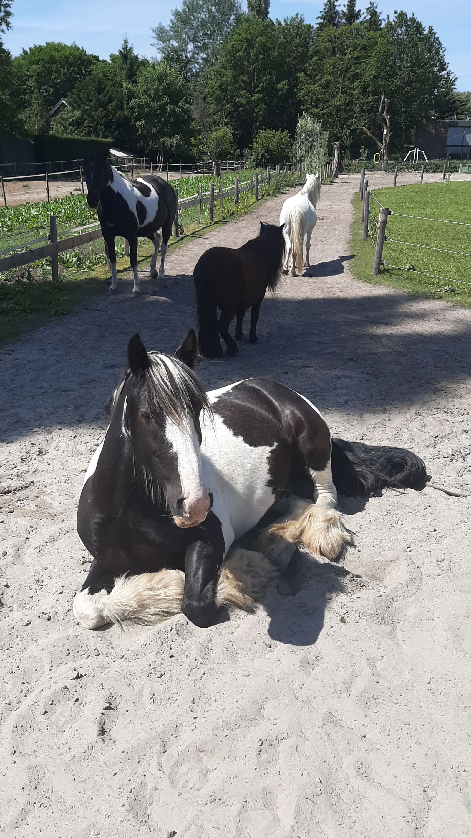 Samsung Galaxy A50 sample photo. Rheden, horses, the summer photography
