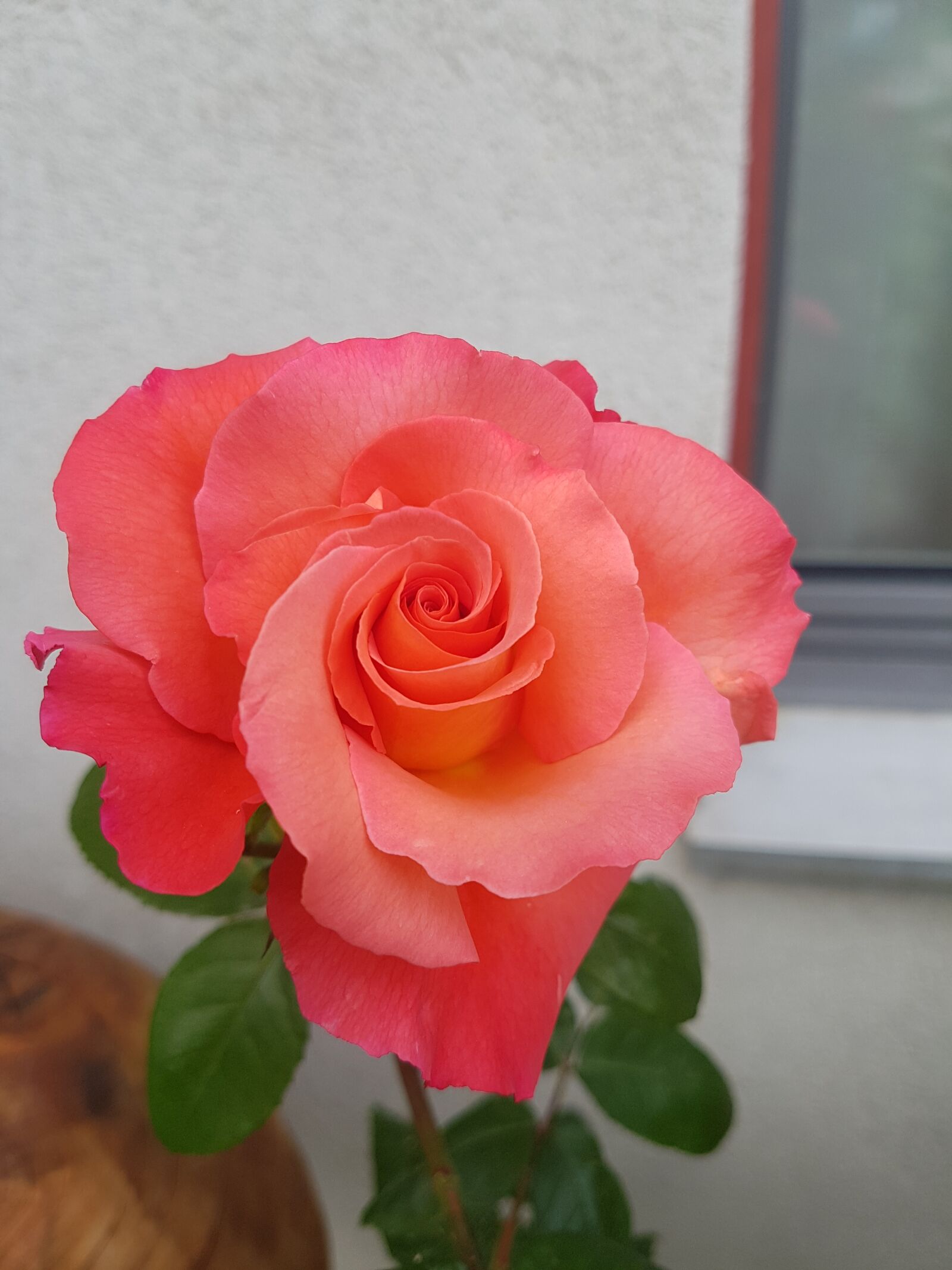Samsung Galaxy S7 Edge sample photo. Rose, flower, nature photography