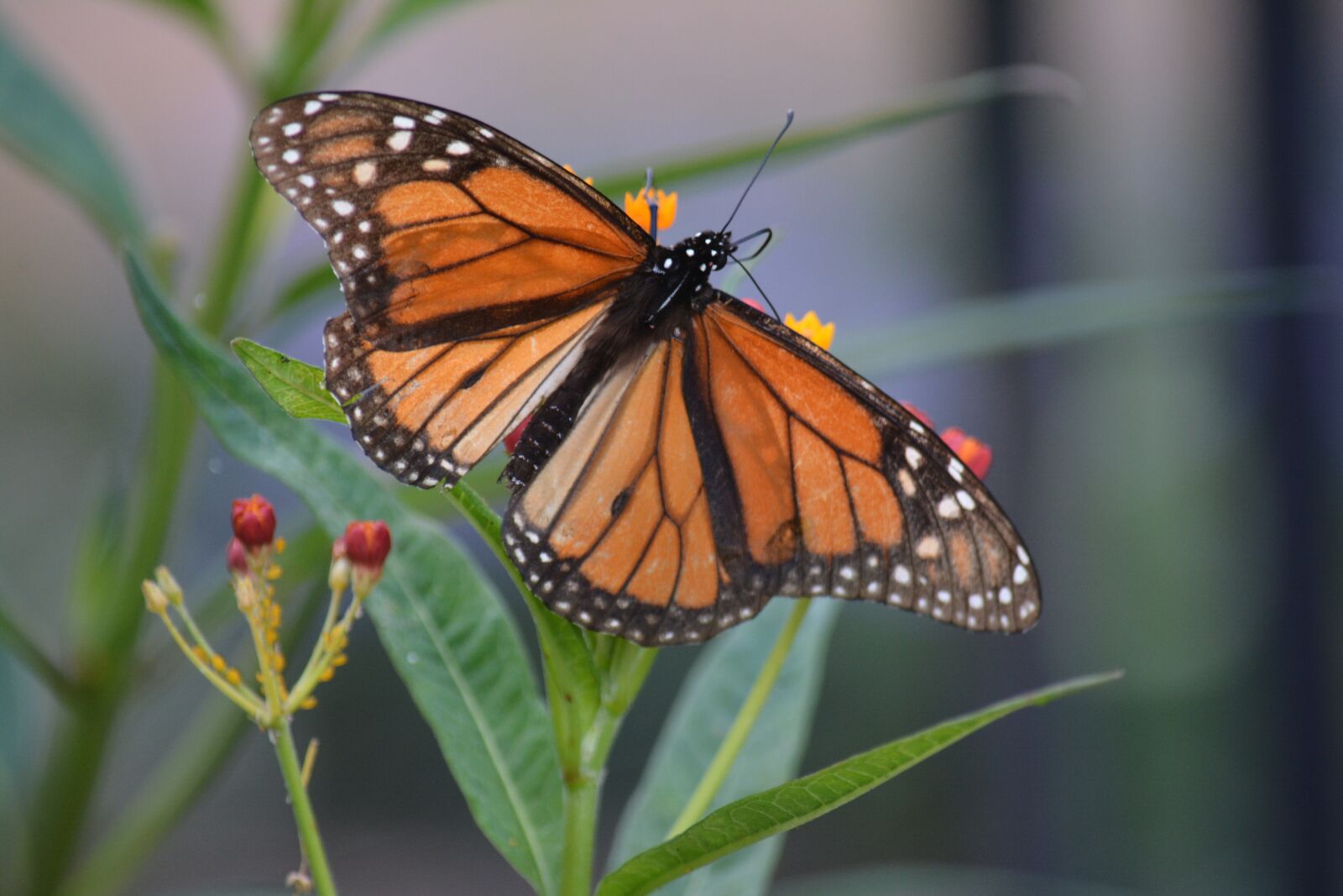Nikon D7100 sample photo. Butterfly, nature, flower photography