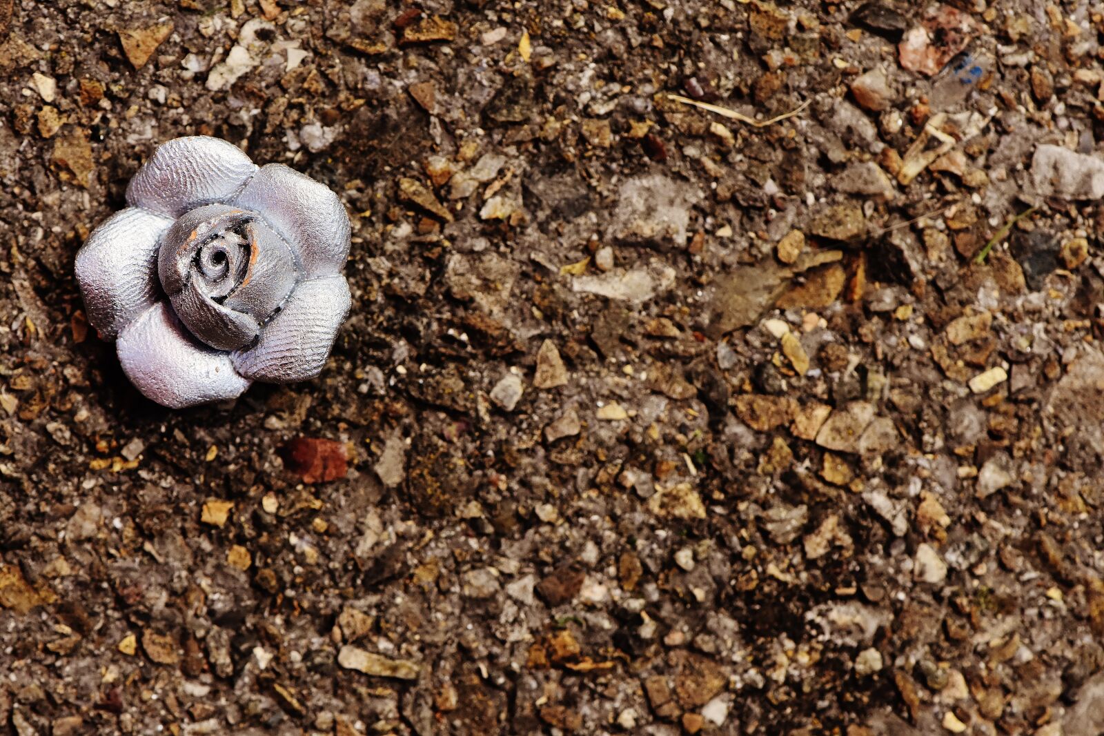 Nikon D7200 sample photo. Rose, silver, blossom photography