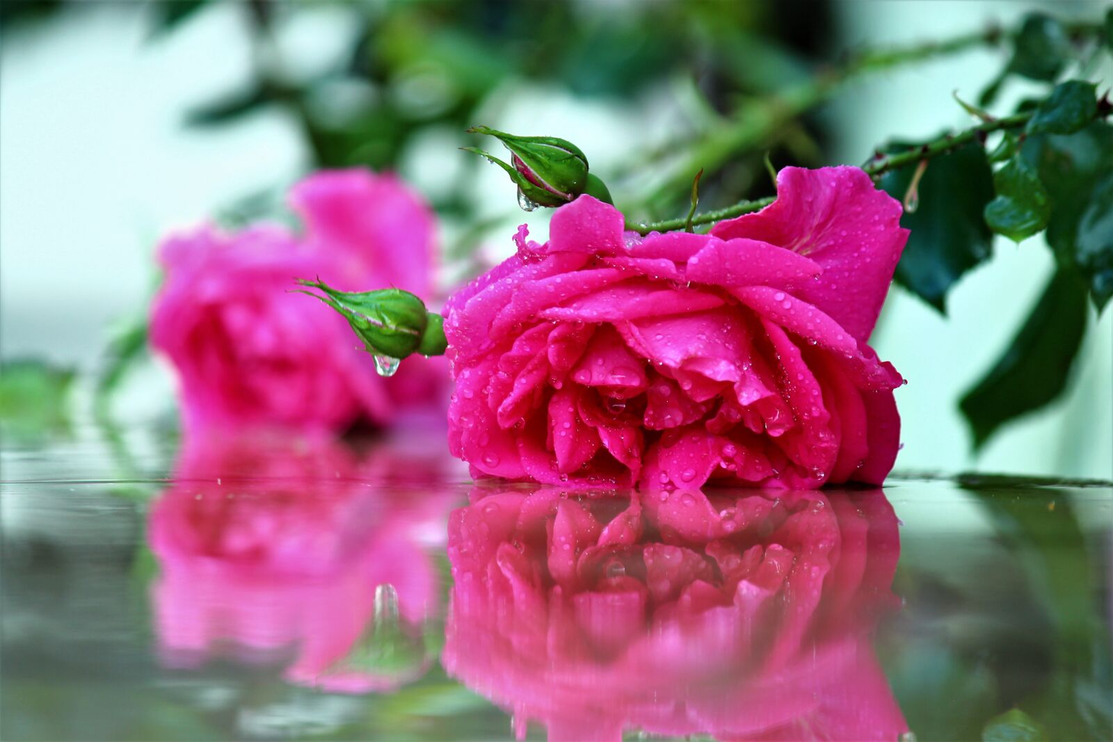 Canon EOS 600D (Rebel EOS T3i / EOS Kiss X5) sample photo. Rose, after the rain photography