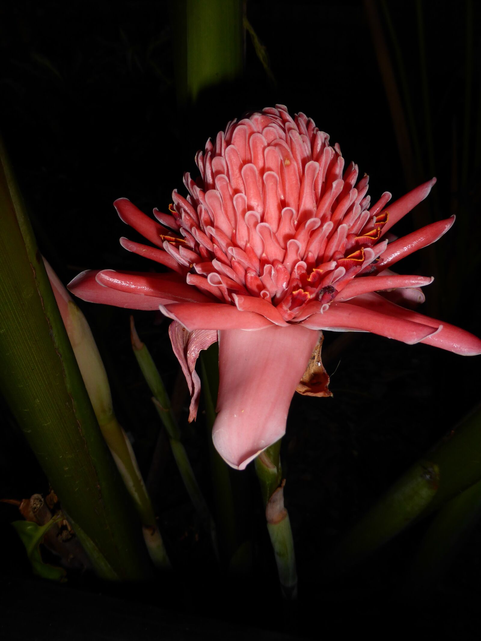 Panasonic DMC-TZ41 sample photo. Torch ginger, blossom, bloom photography