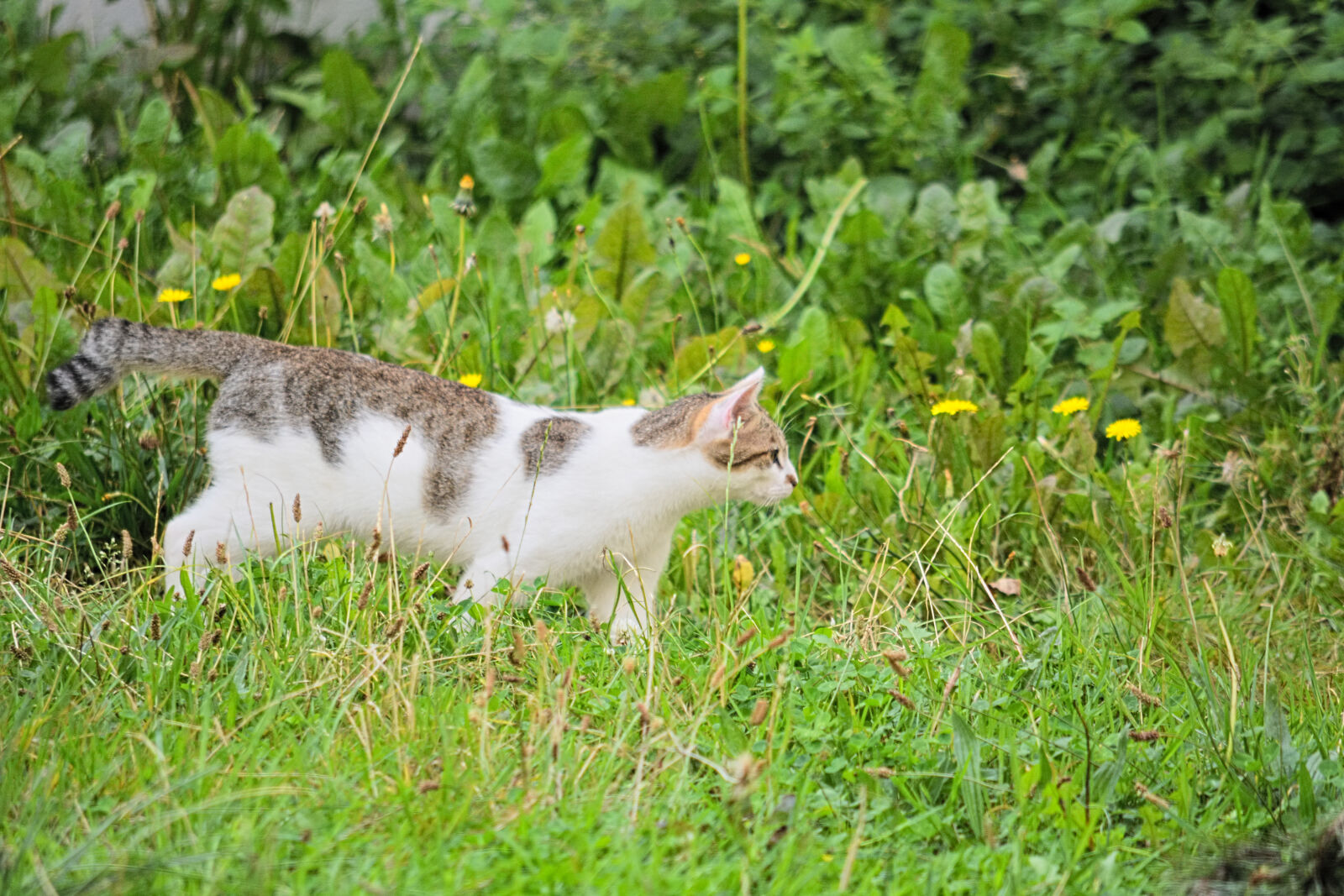 Nikon D5200 sample photo. Animal, domestique, animalier, bavarder photography
