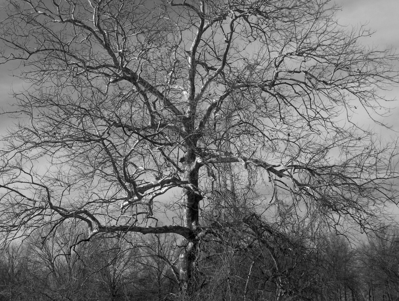 HP PHOTOSMART R707 (V01.00) sample photo. Tree, nature, black and photography