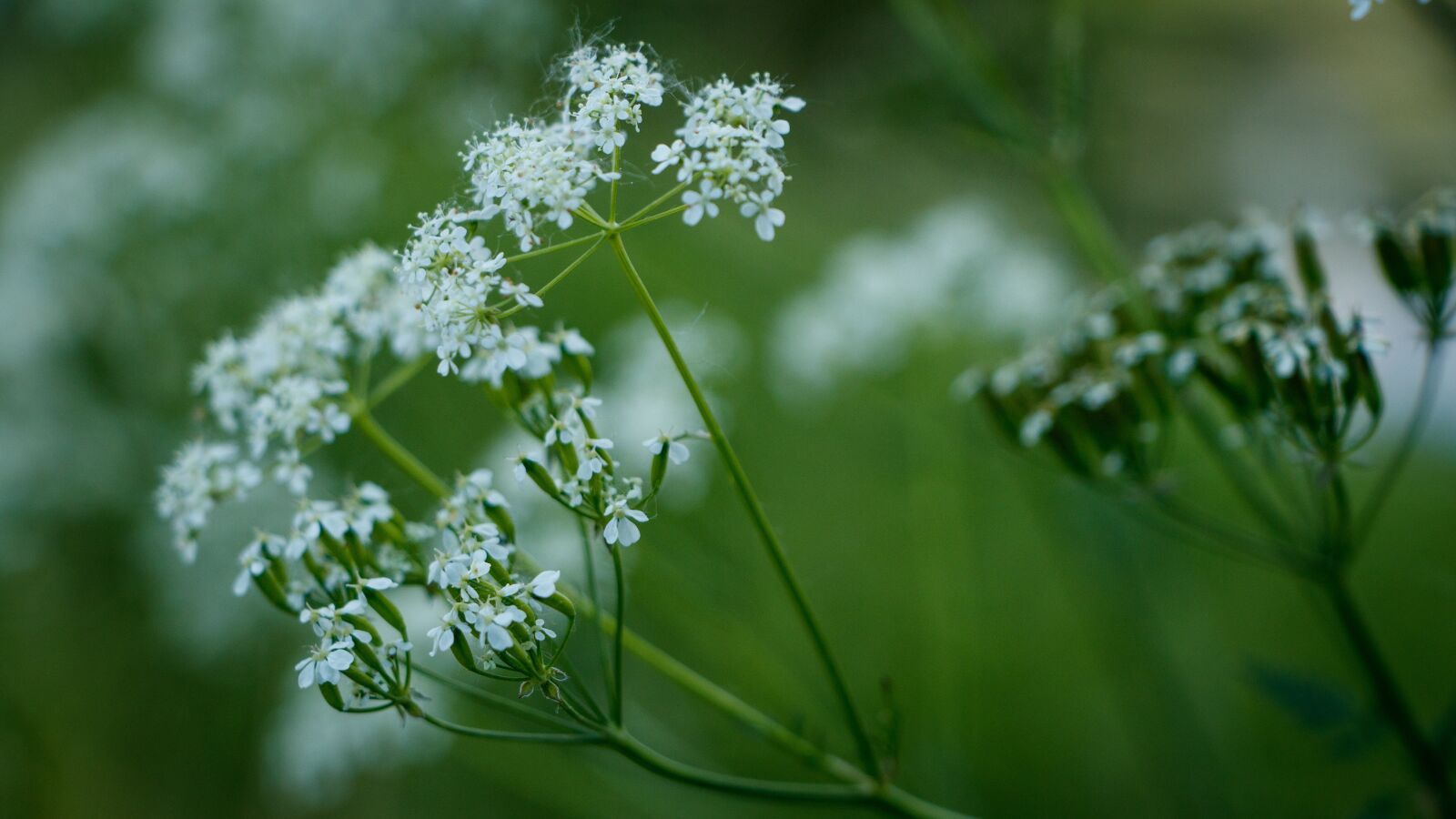 Canon EF-S 18-135mm F3.5-5.6 IS USM sample photo. White, blossom, bloom photography
