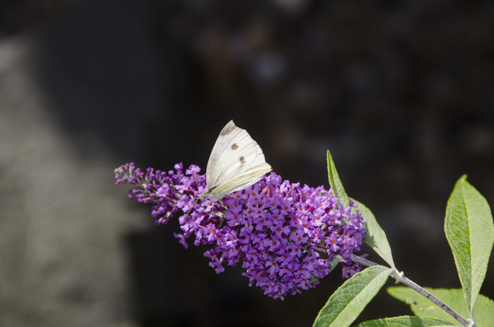 Nikon D5100 sample photo. Flower, butterfly, pollination photography