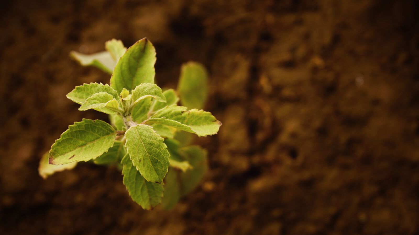 Sony E 16-50mm F3.5-5.6 PZ OSS sample photo. Close, up, of, fresh photography