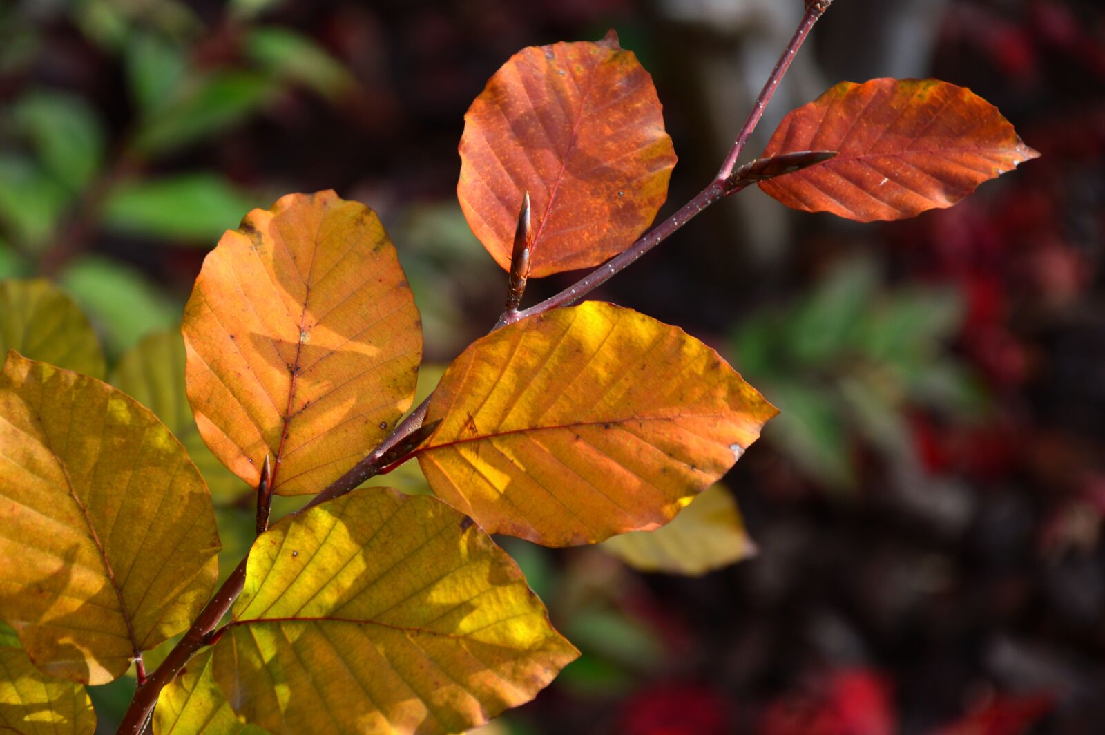 Nikon D3200 sample photo. Leaves, fall leaves, branch photography