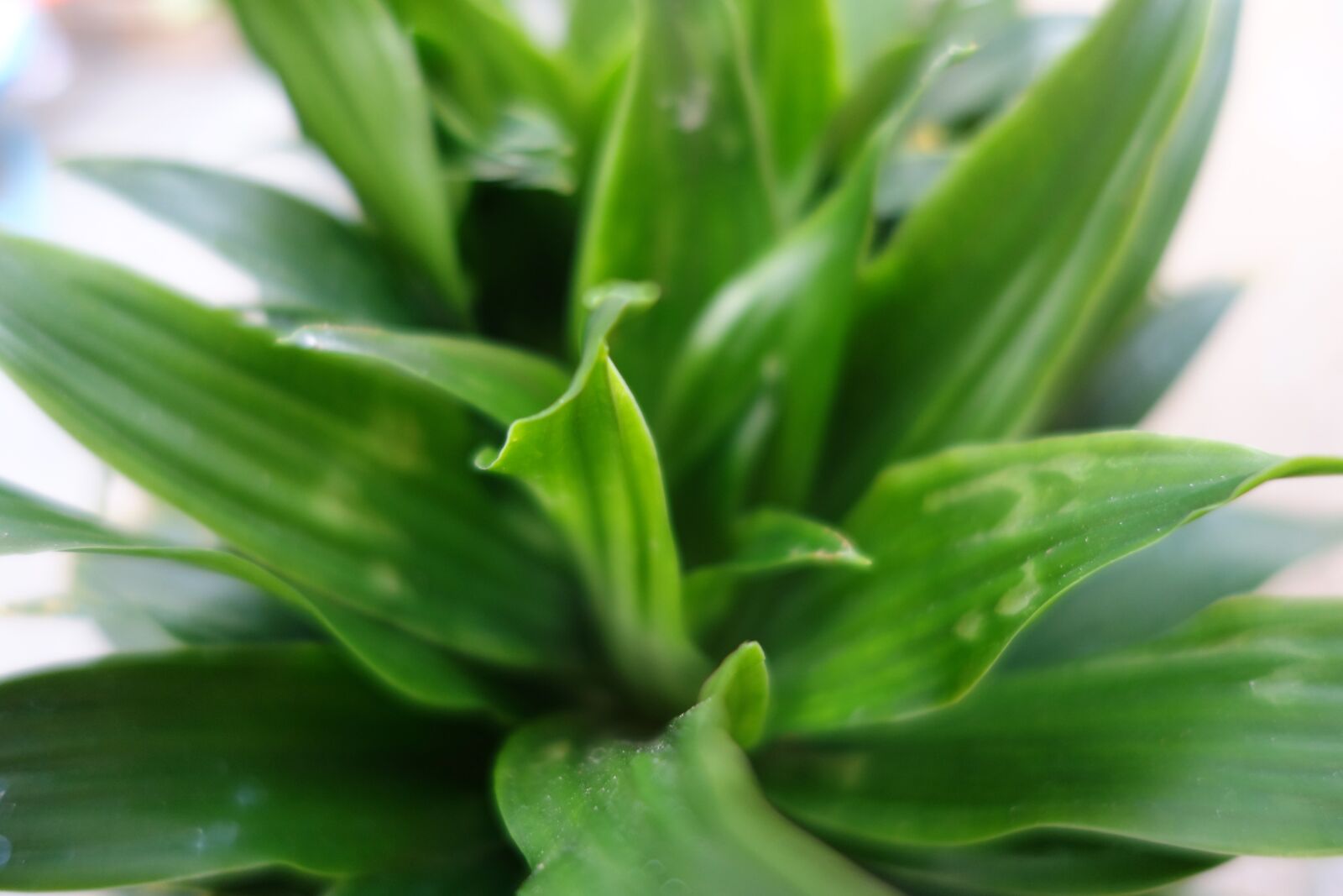 Sony Cyber-shot DSC-RX100 II sample photo. Leaf, plant, green photography