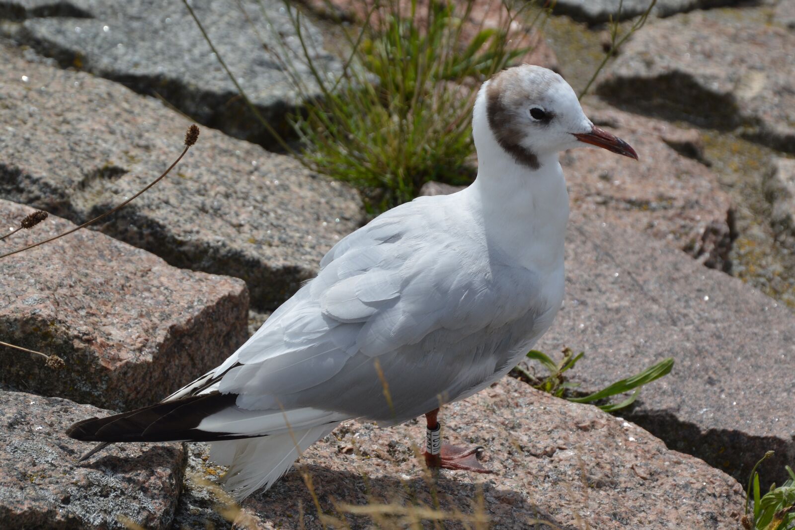 Nikon D3200 sample photo. Seagull, sea, summer holiday photography