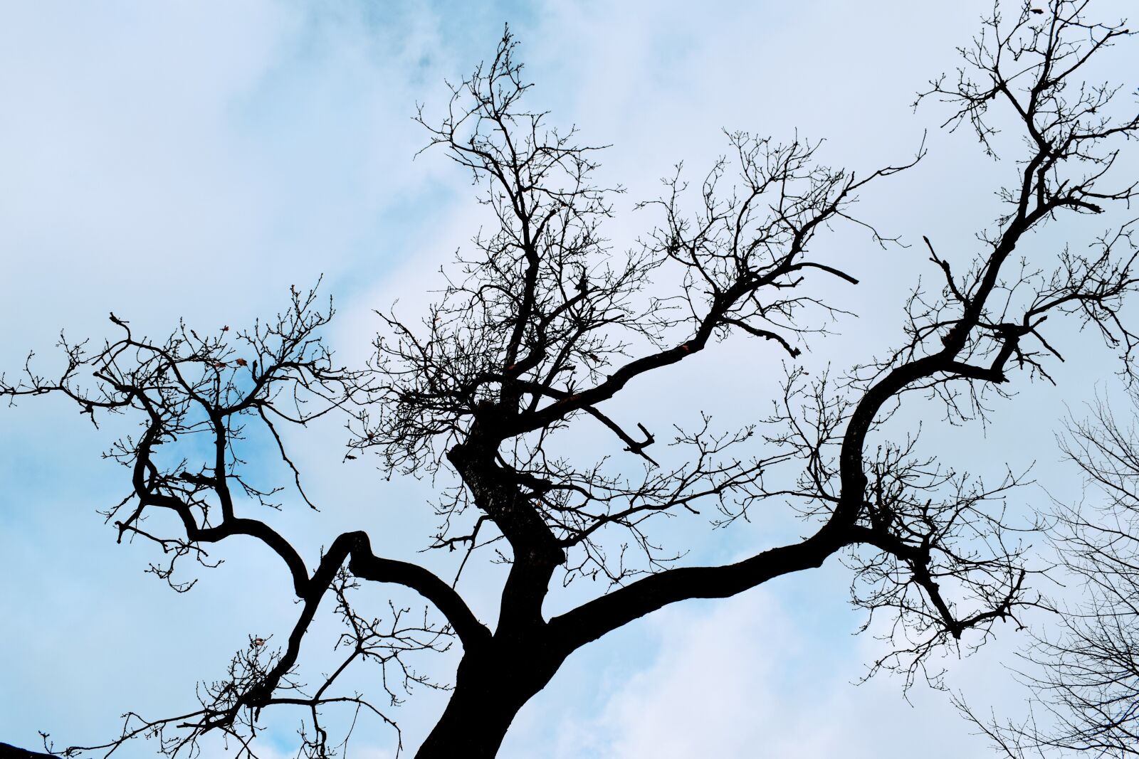 Nikon D3300 sample photo. Tree, black, silhouette photography