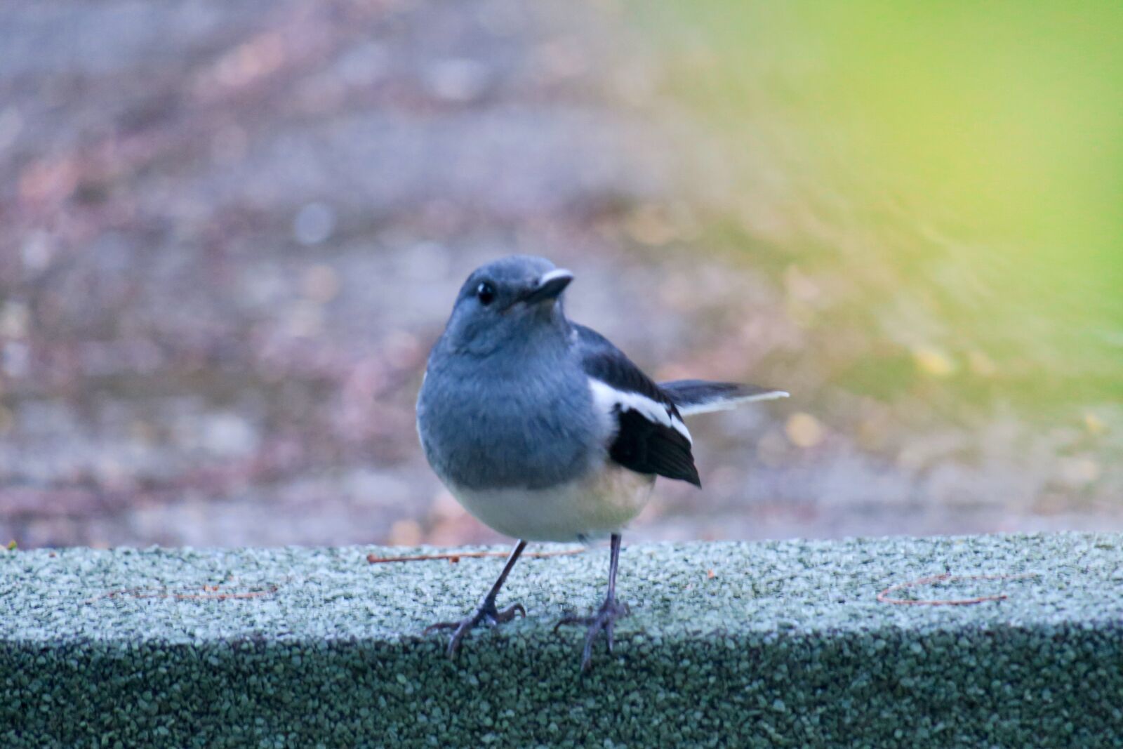 Canon PowerShot G3 X sample photo. Hi finch, bird, feather photography