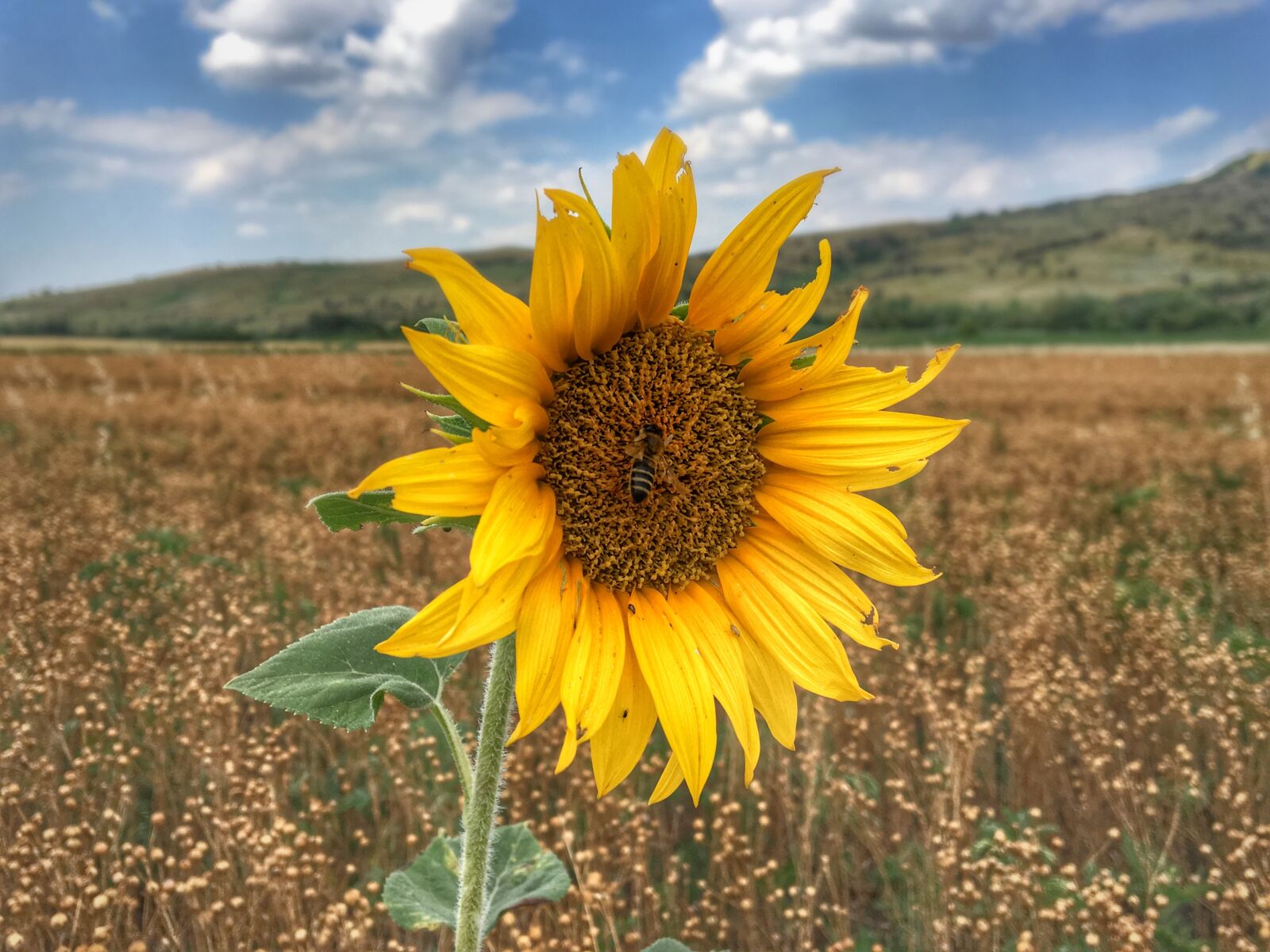 Apple iPhone 6s sample photo. Sunflower, nature, field photography