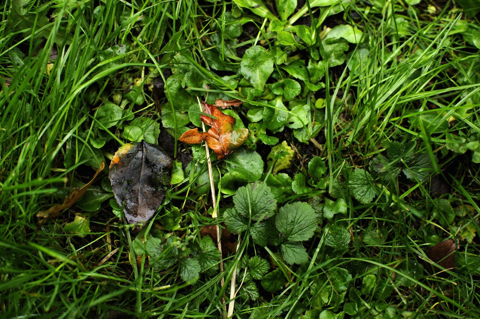 Nikon D3S sample photo. Autumn, change, the seasons photography