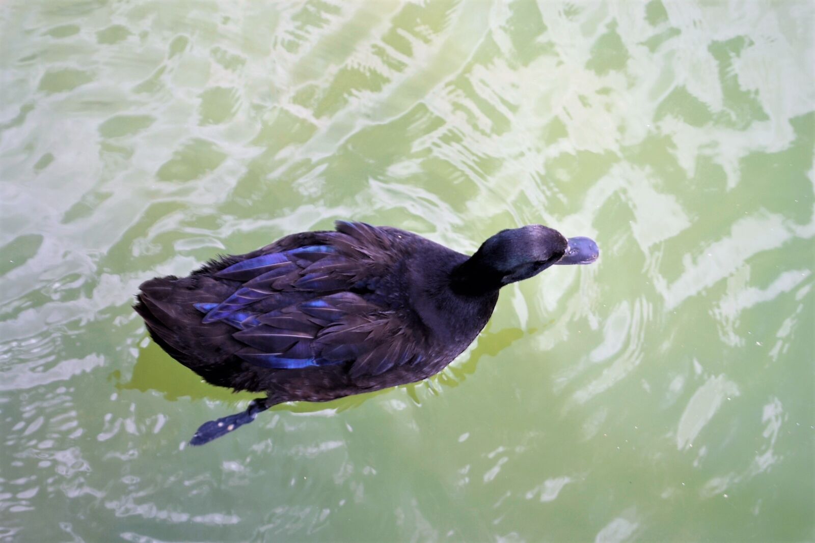 Nikon D3100 sample photo. Black duck, pond, fiver photography